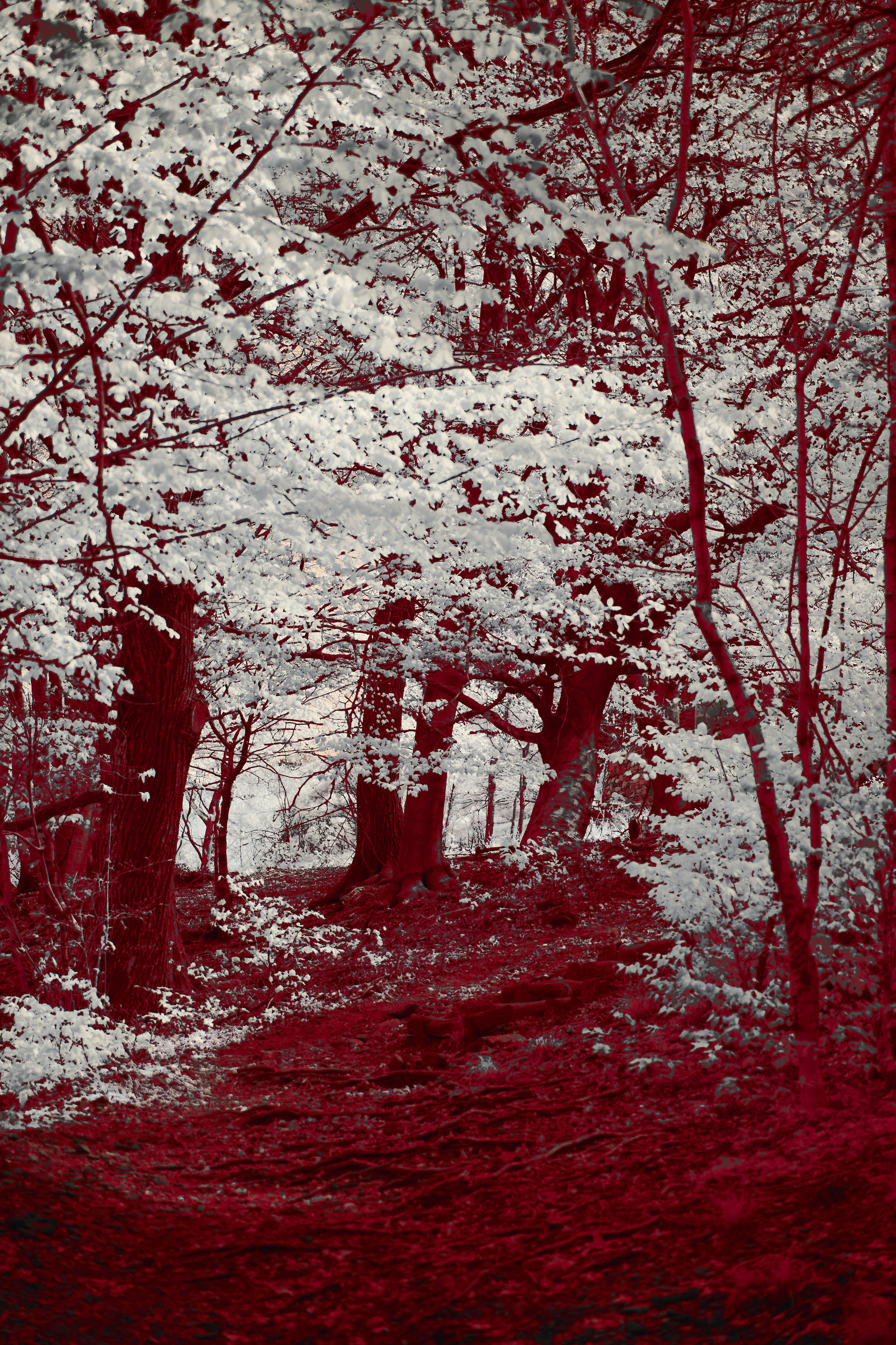 Photo by wolfgang_hasselmann