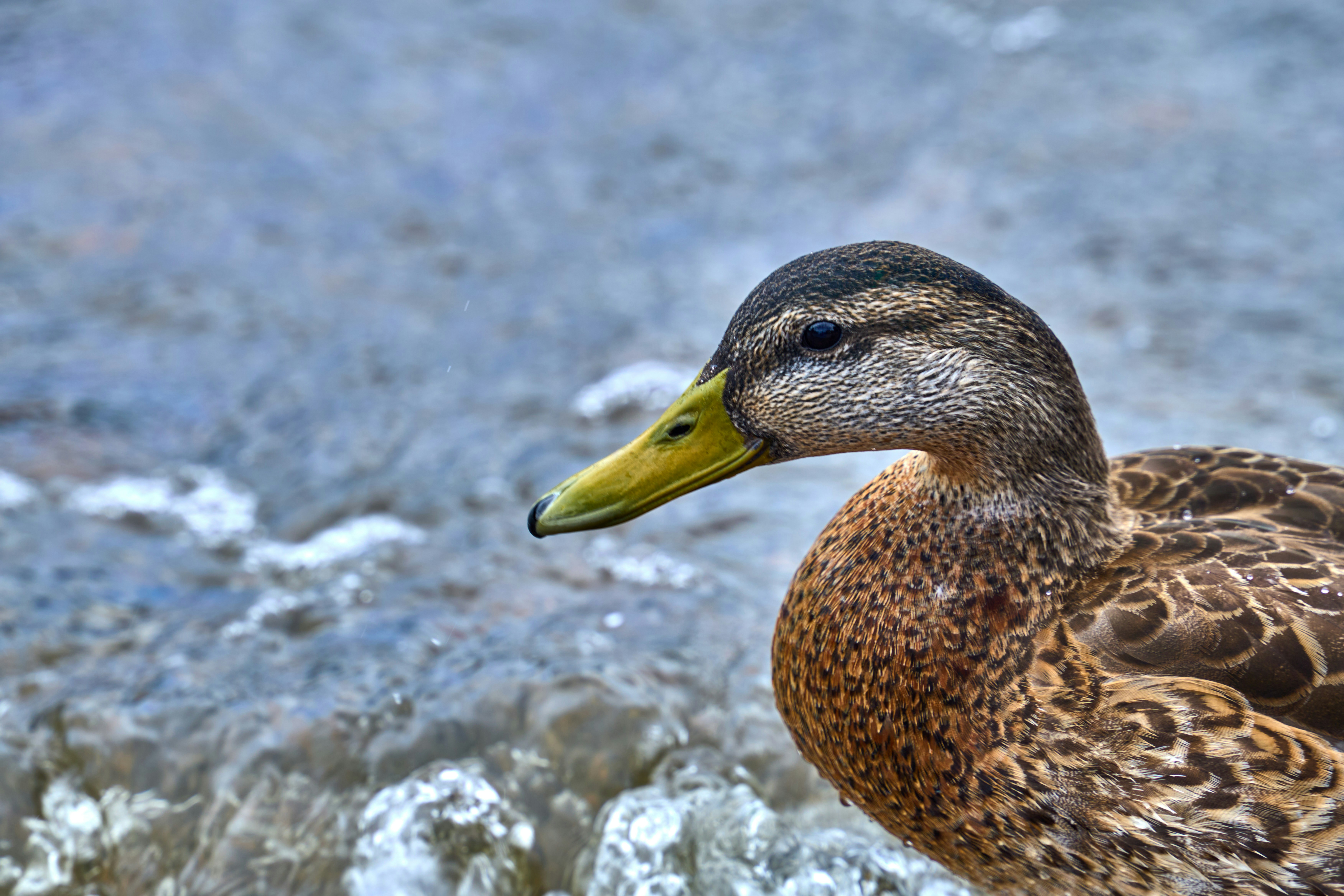 Photo by wolfgang_hasselmann