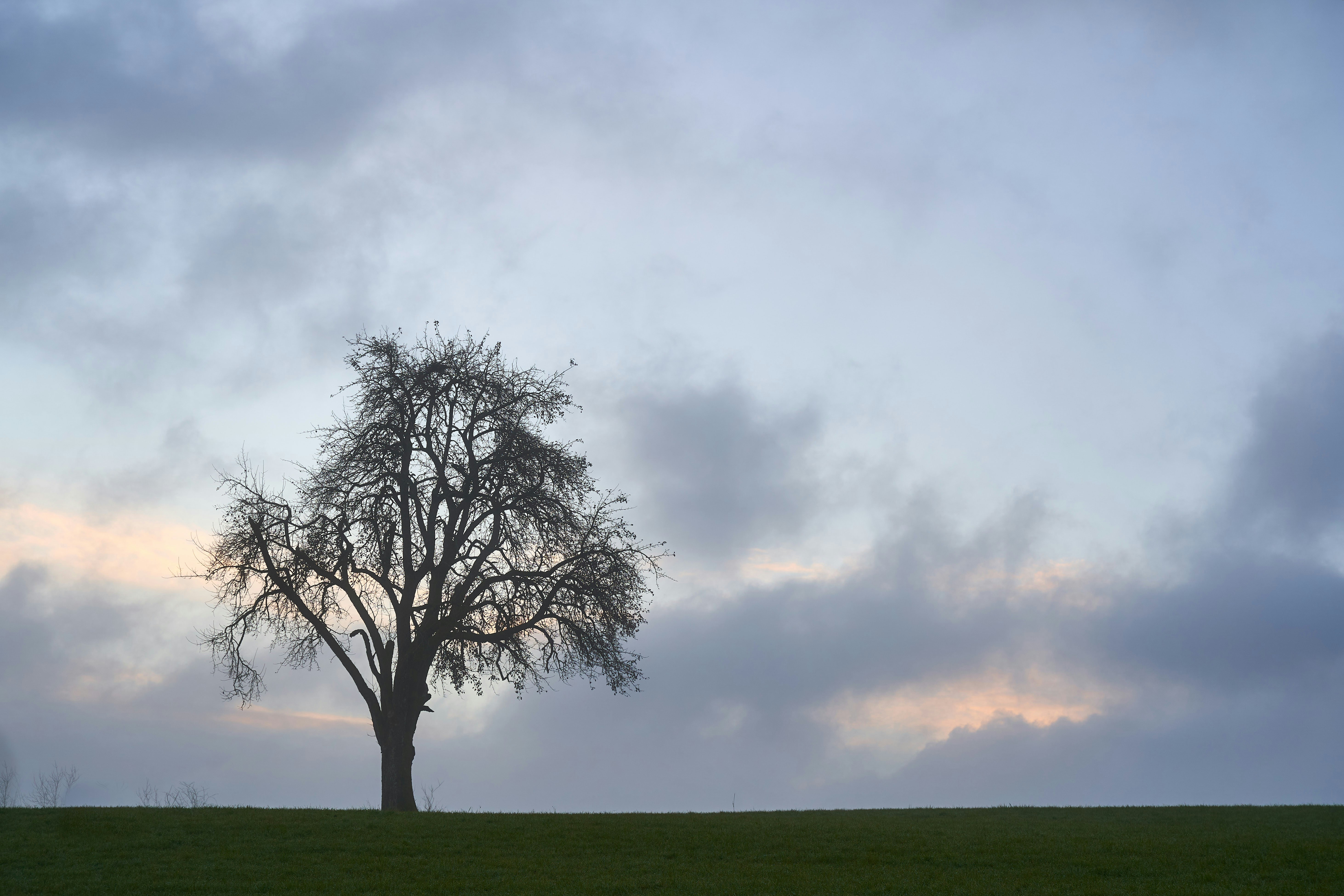 Photo by wolfgang_hasselmann