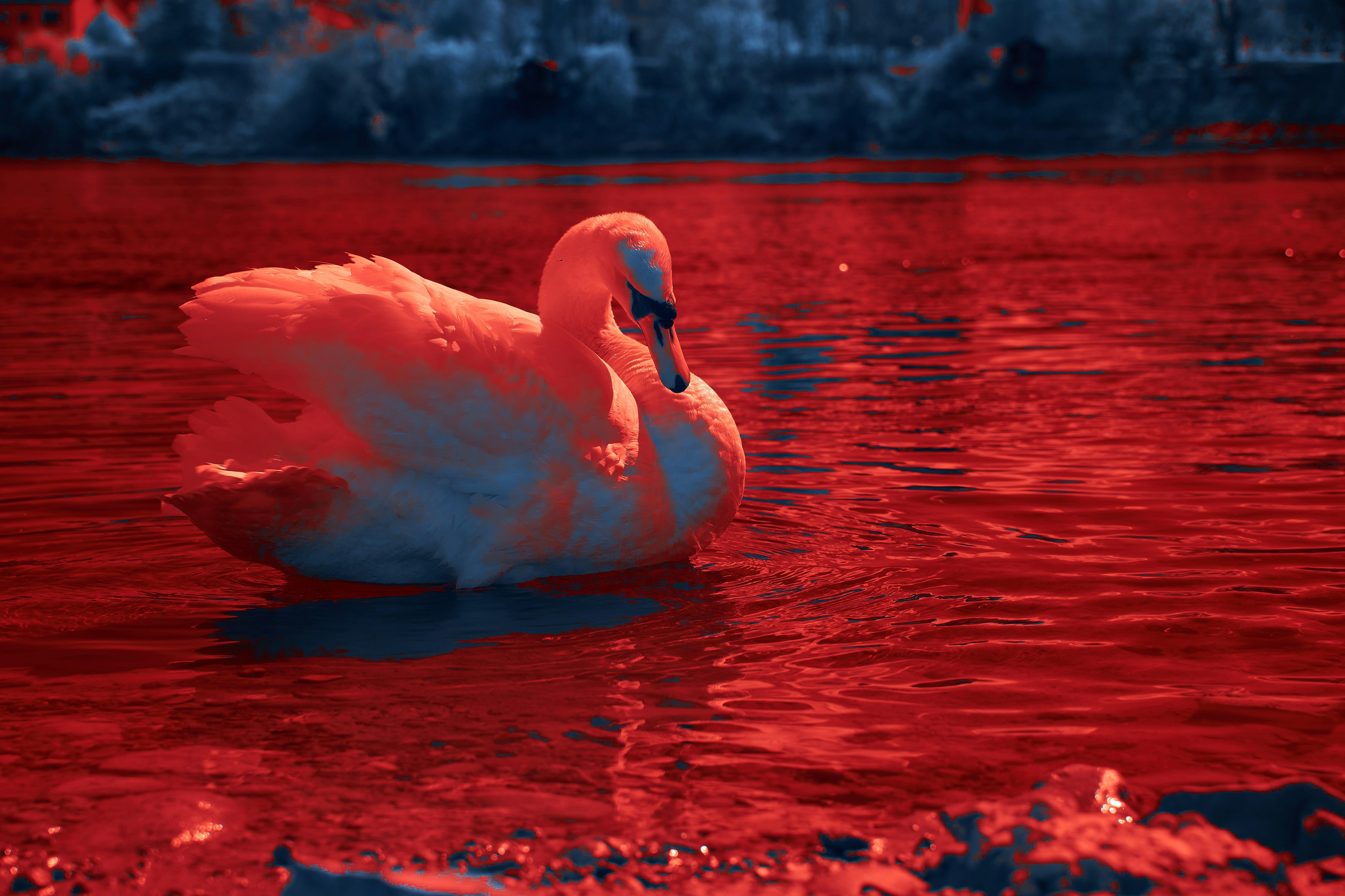 Photo by wolfgang_hasselmann