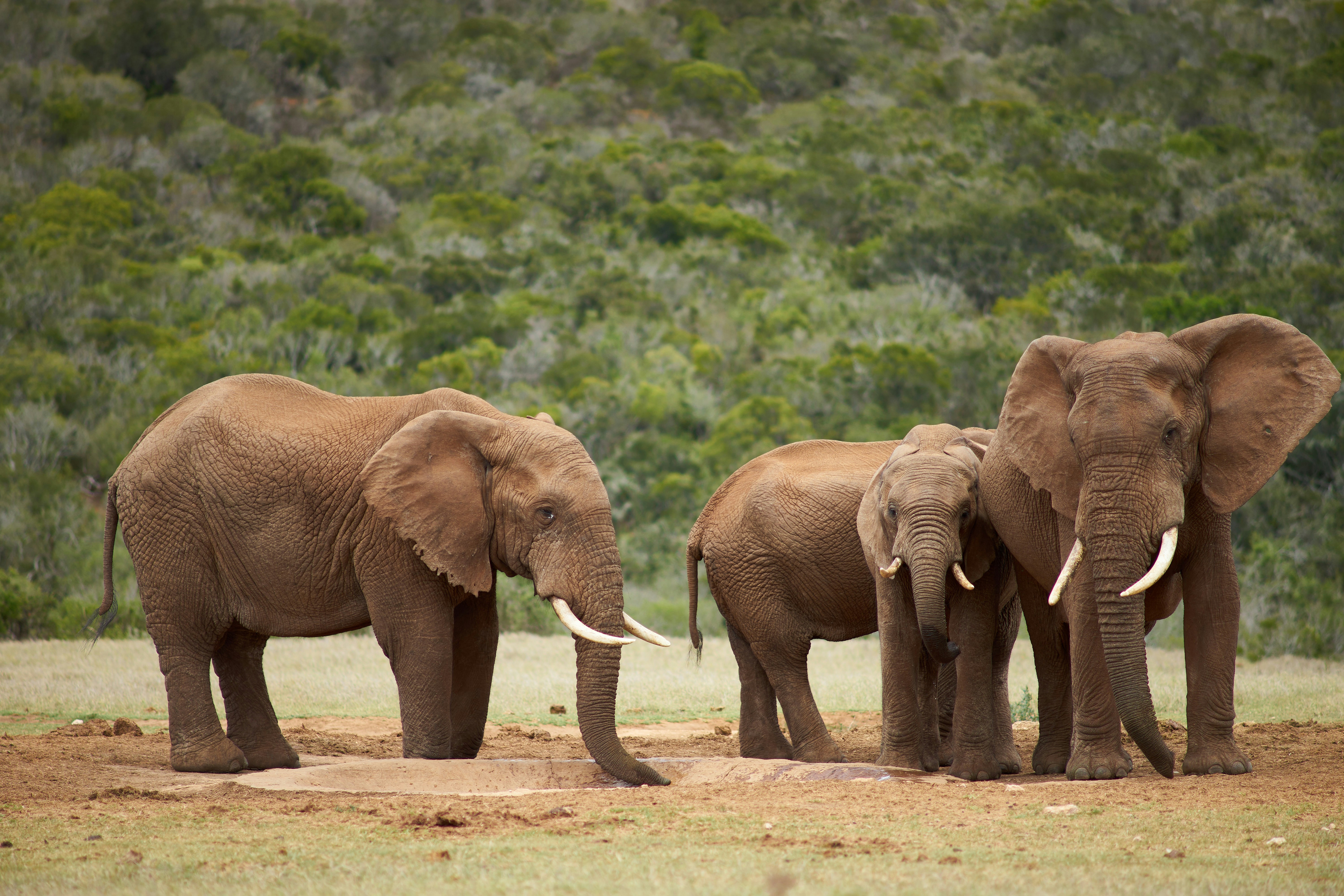 Photo by wolfgang_hasselmann