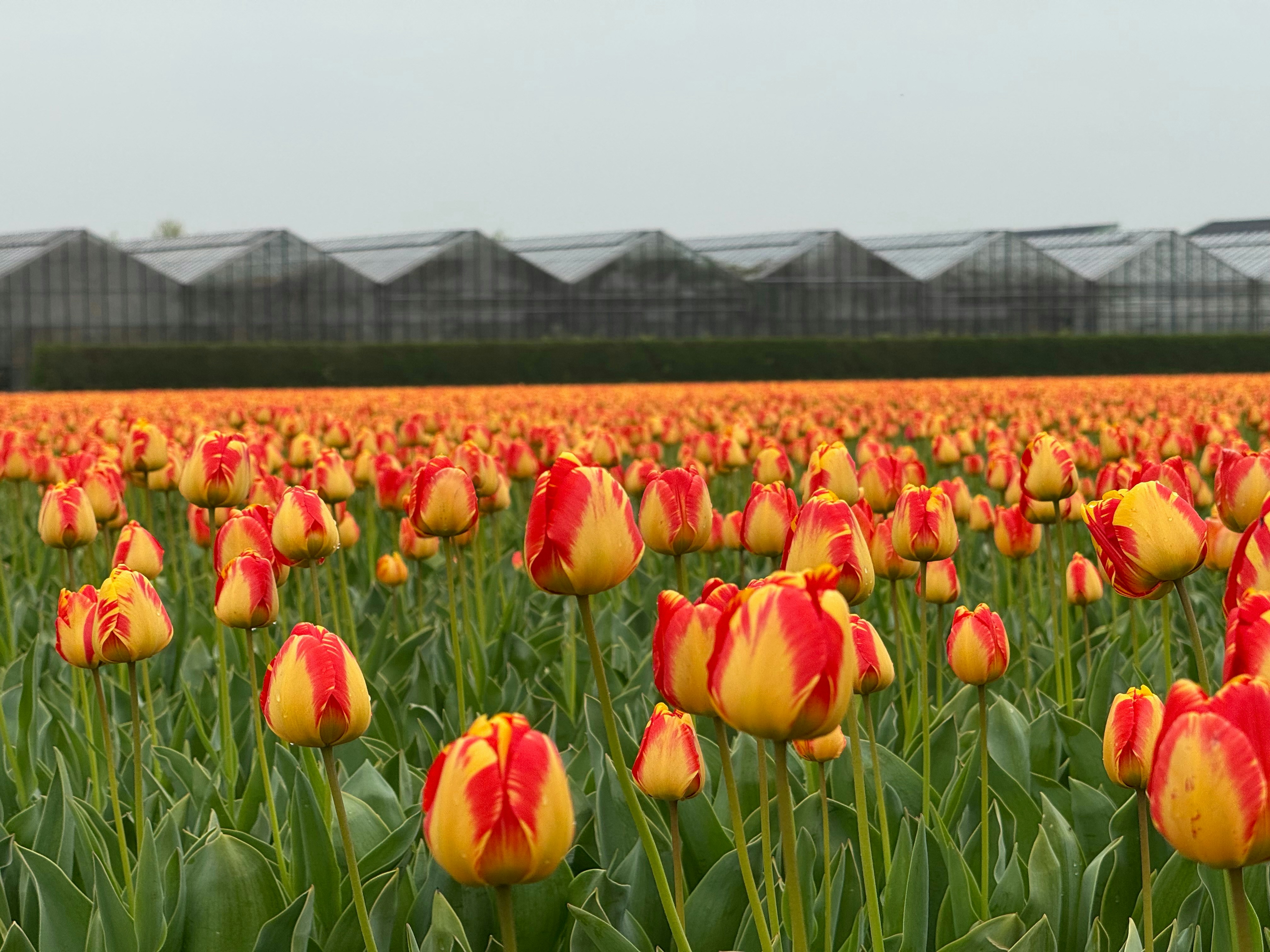 Tulip field with glass greenhouses