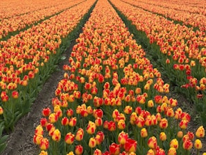 Rows of colorful tulips bloom in a field.