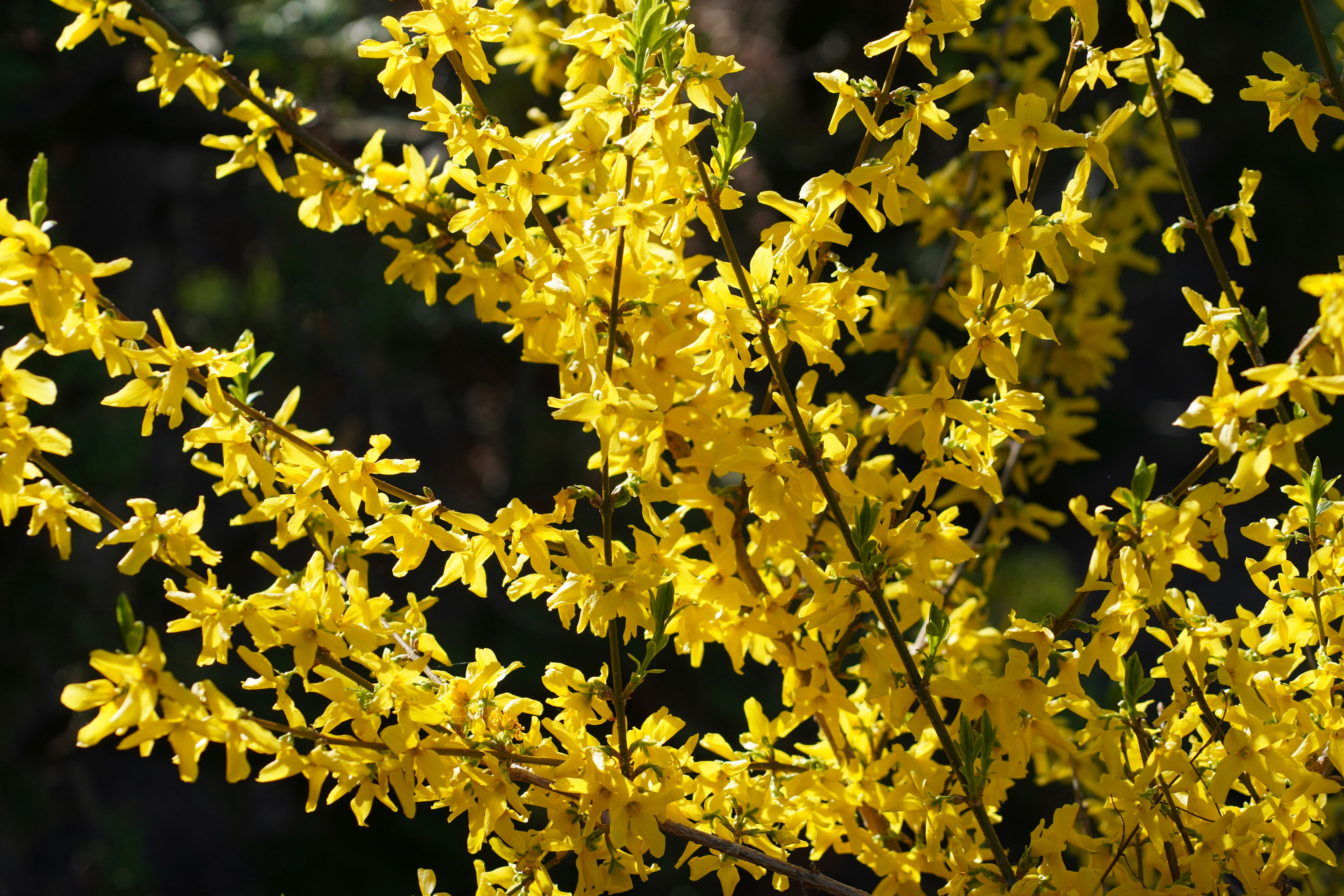 Bright yellow flowers are blooming on a bush.