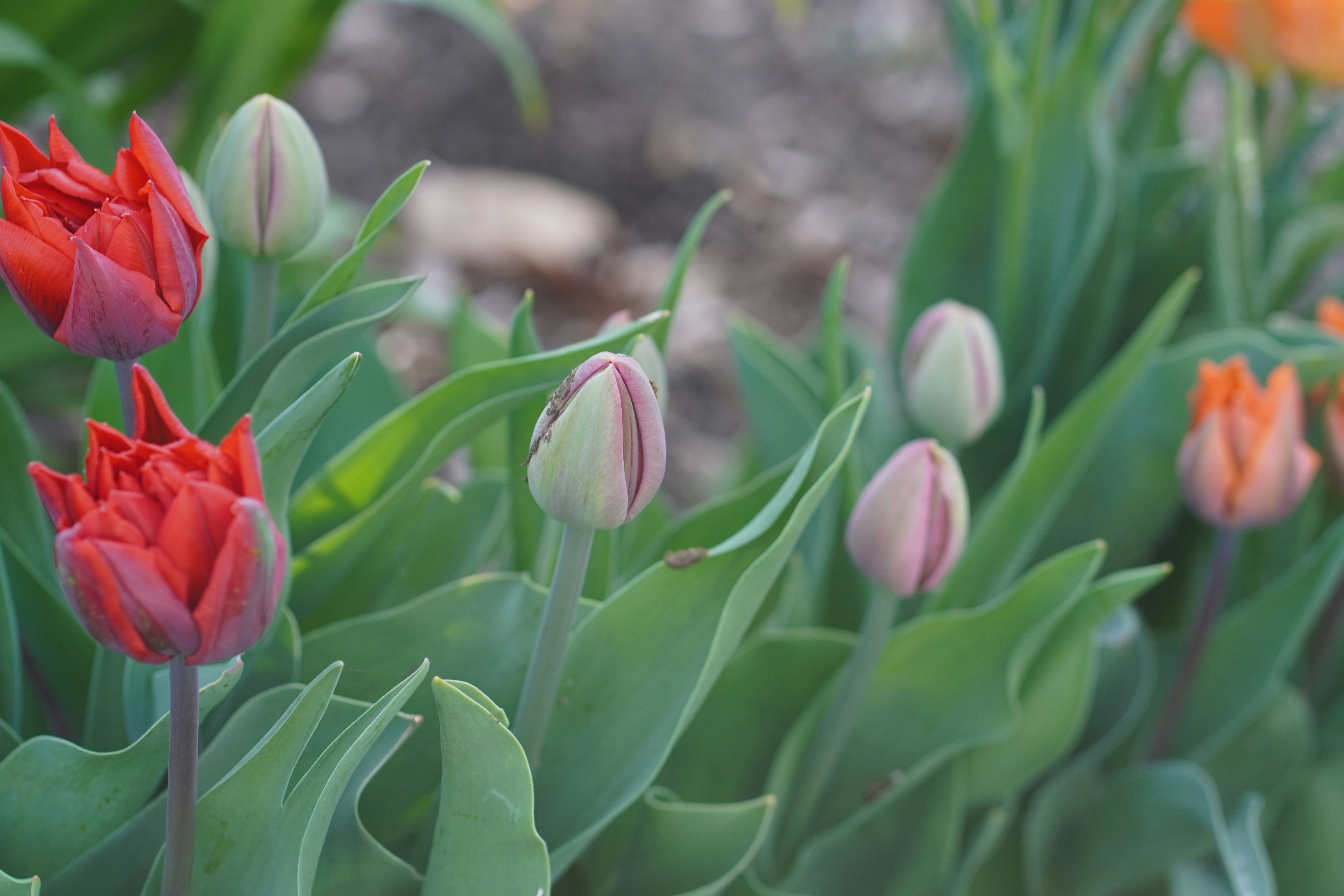 Red and orange tulips in various stages of bloom.