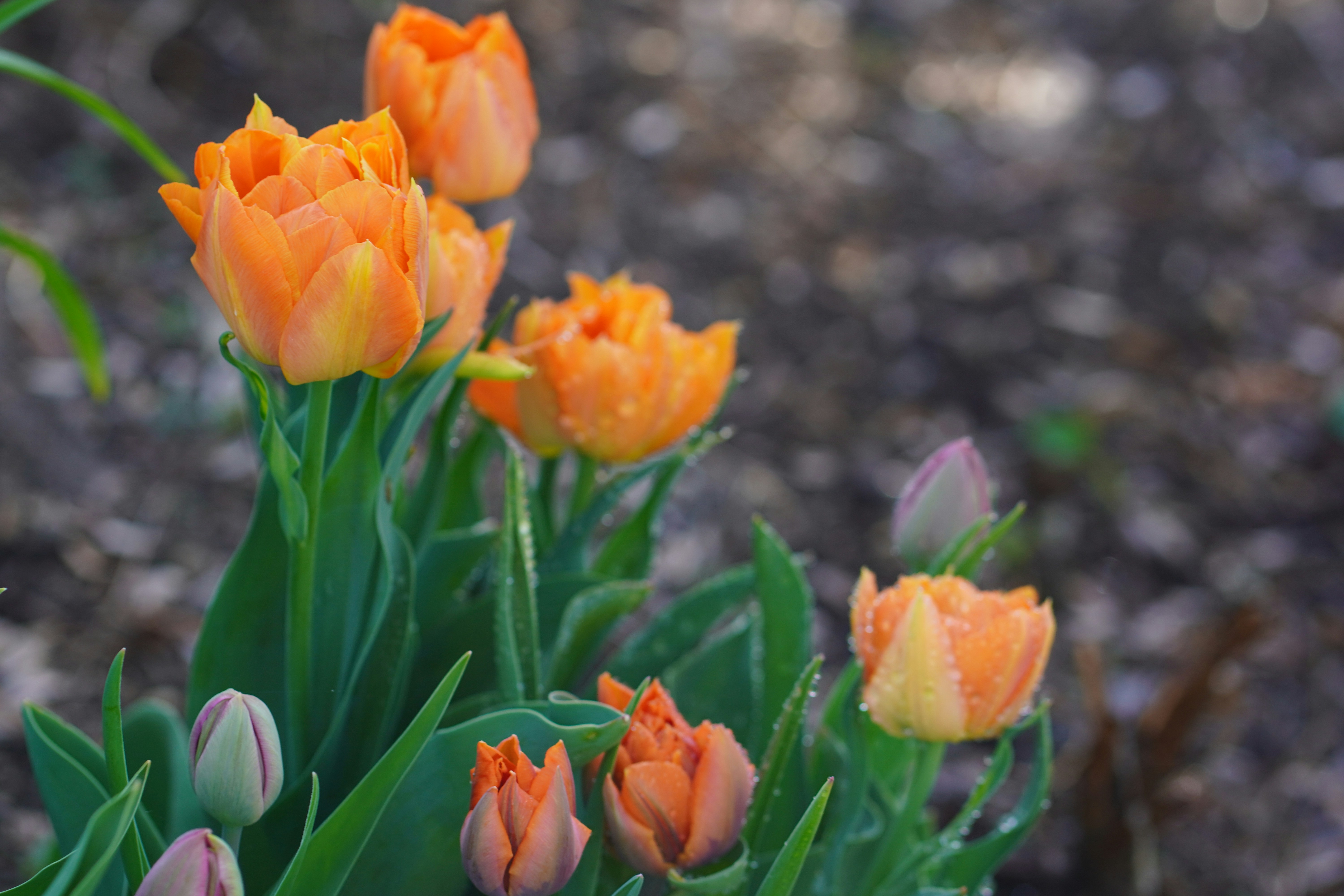 Orange tulips bloom in the garden.