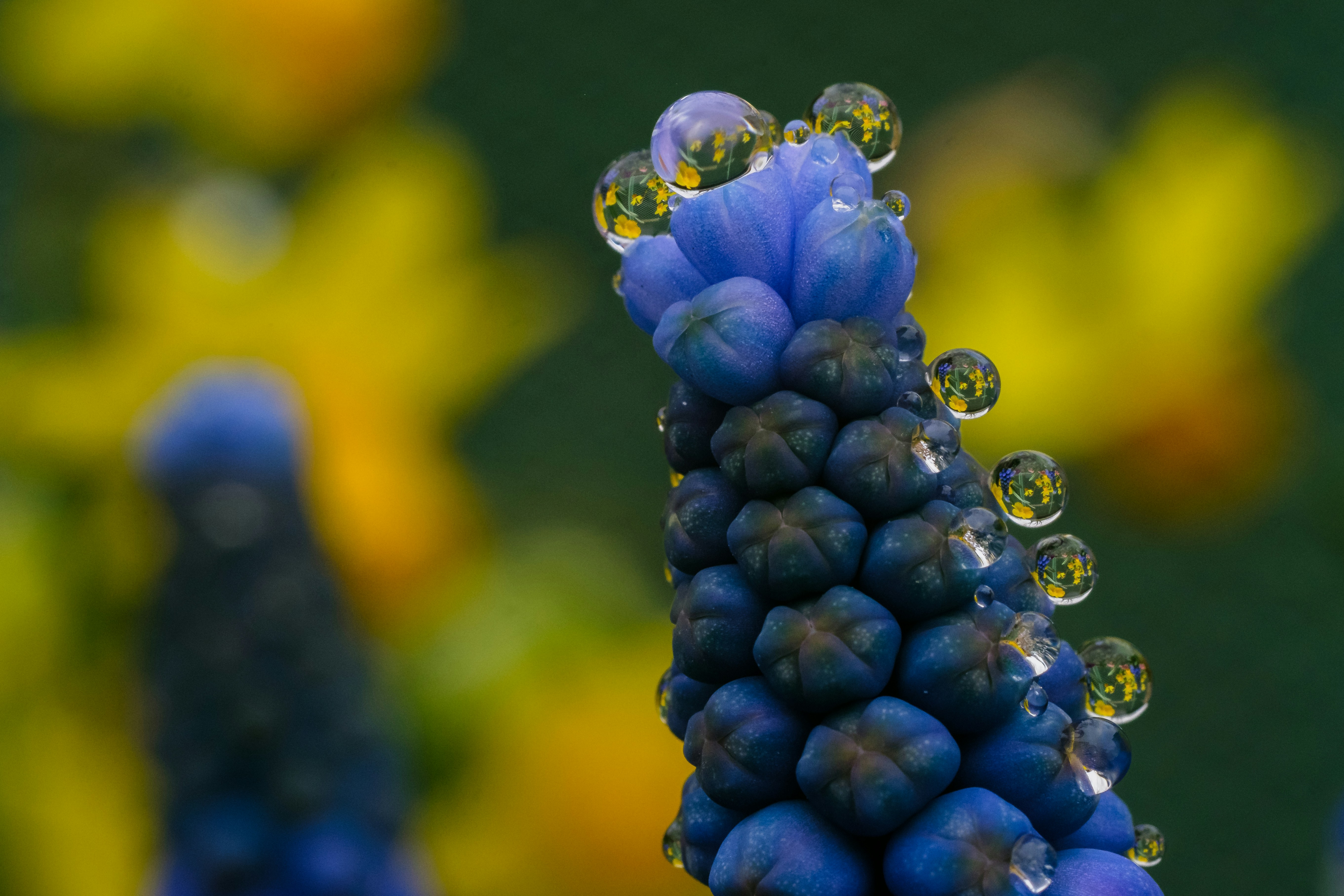 Wassertropfen glänzen auf einer leuchtend blauen Blüte.