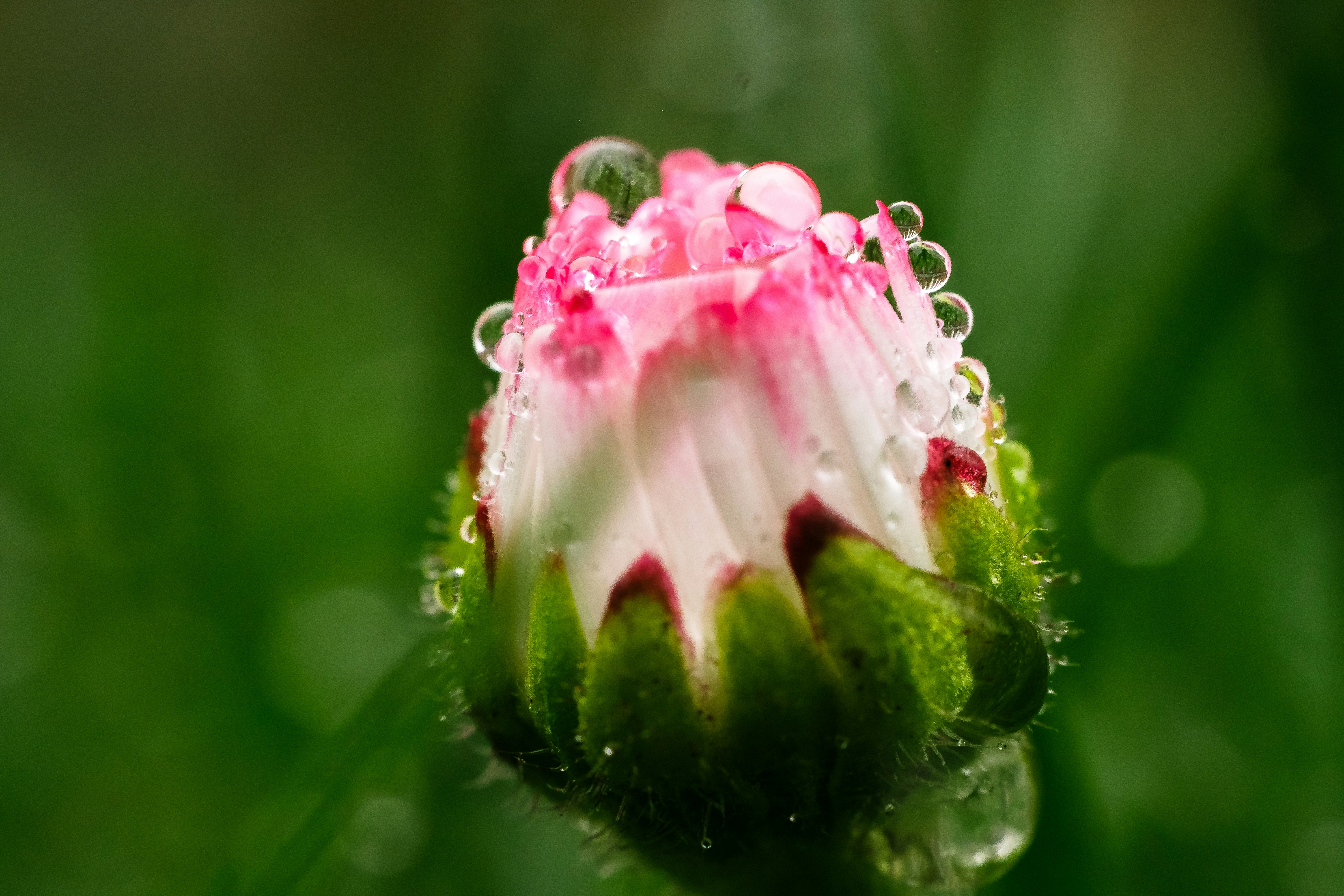 Tautropfen zieren eine zarte rosa und weiße Blütenknospe.