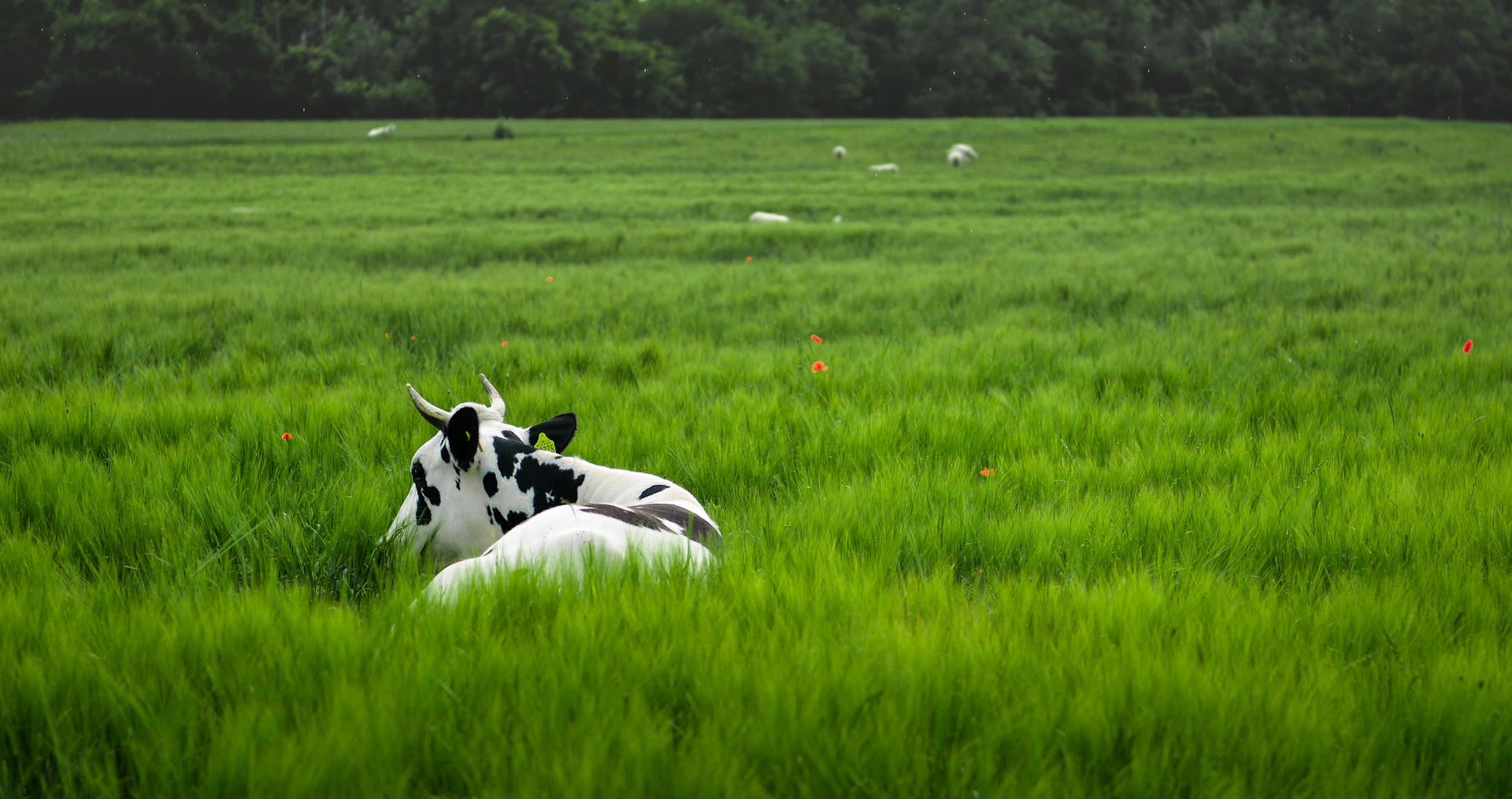 Cow resting peacefully in a grassy field.
