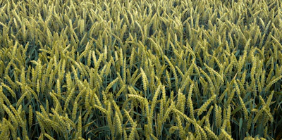 Field of green wheat growing ready to harvest.