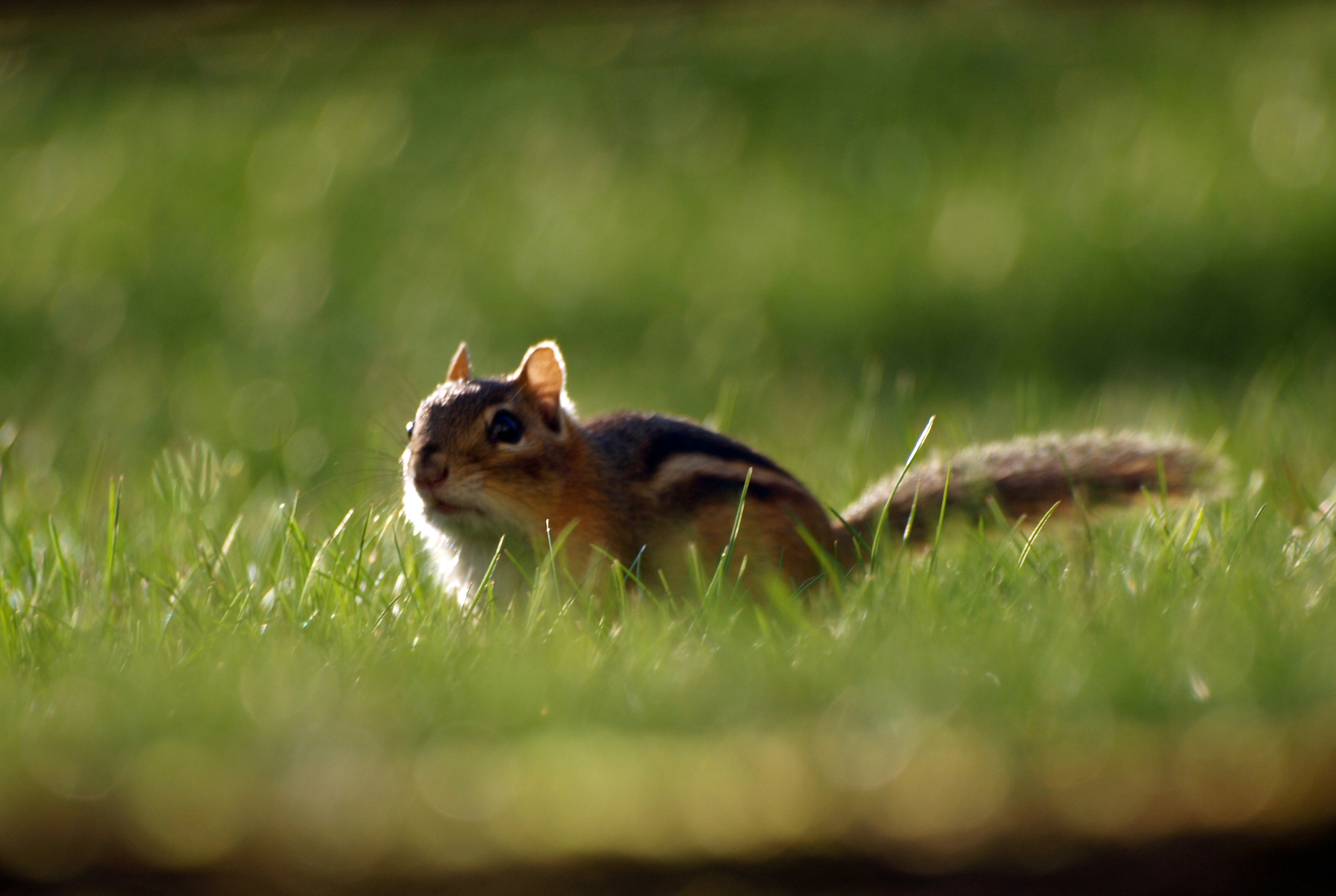 A chipmunk is running through the lush, green grass.