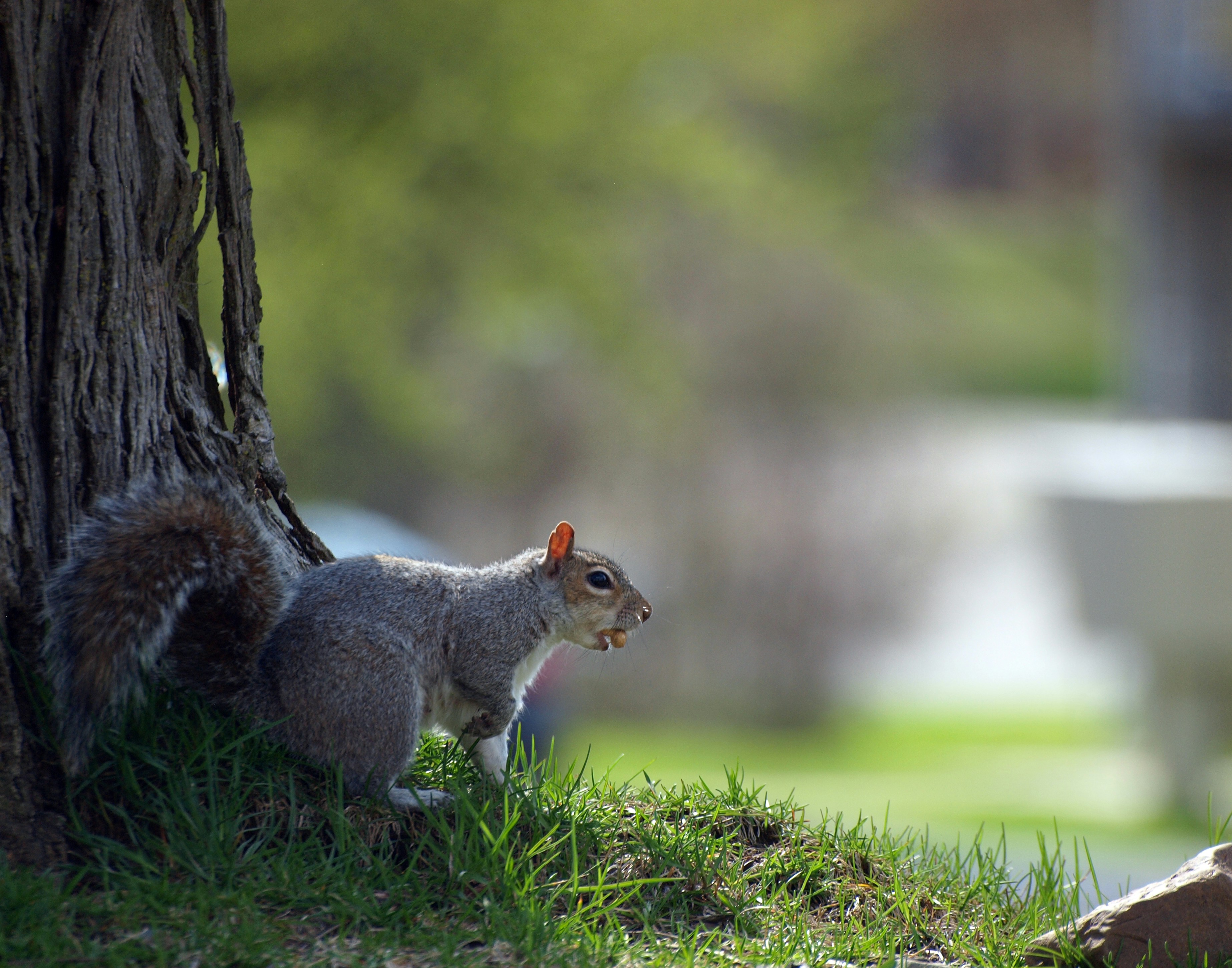 A squirrel is running near a tree.