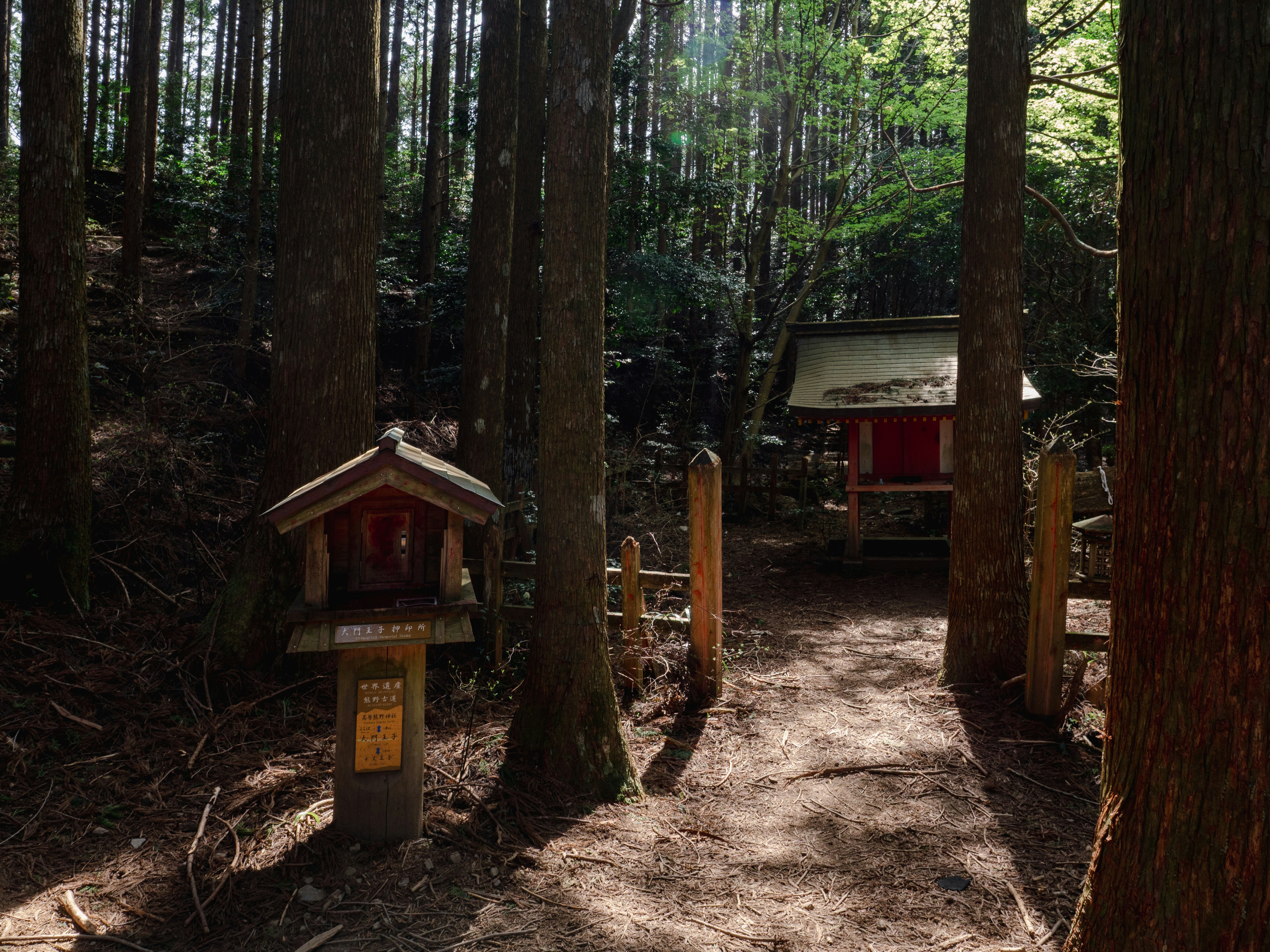 A path leads to a japanese shrine in the woods.