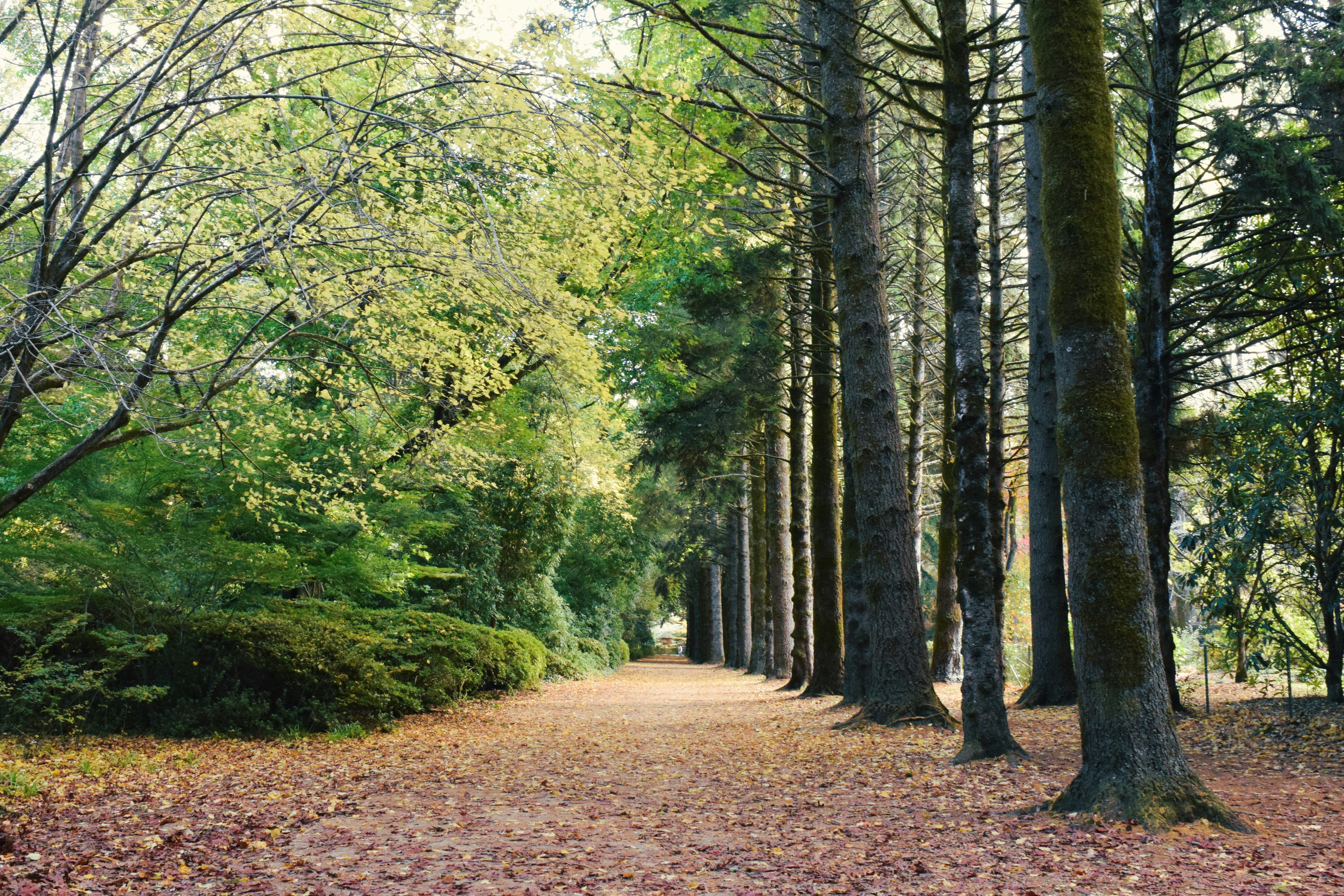 A path leads through a forest of tall trees.