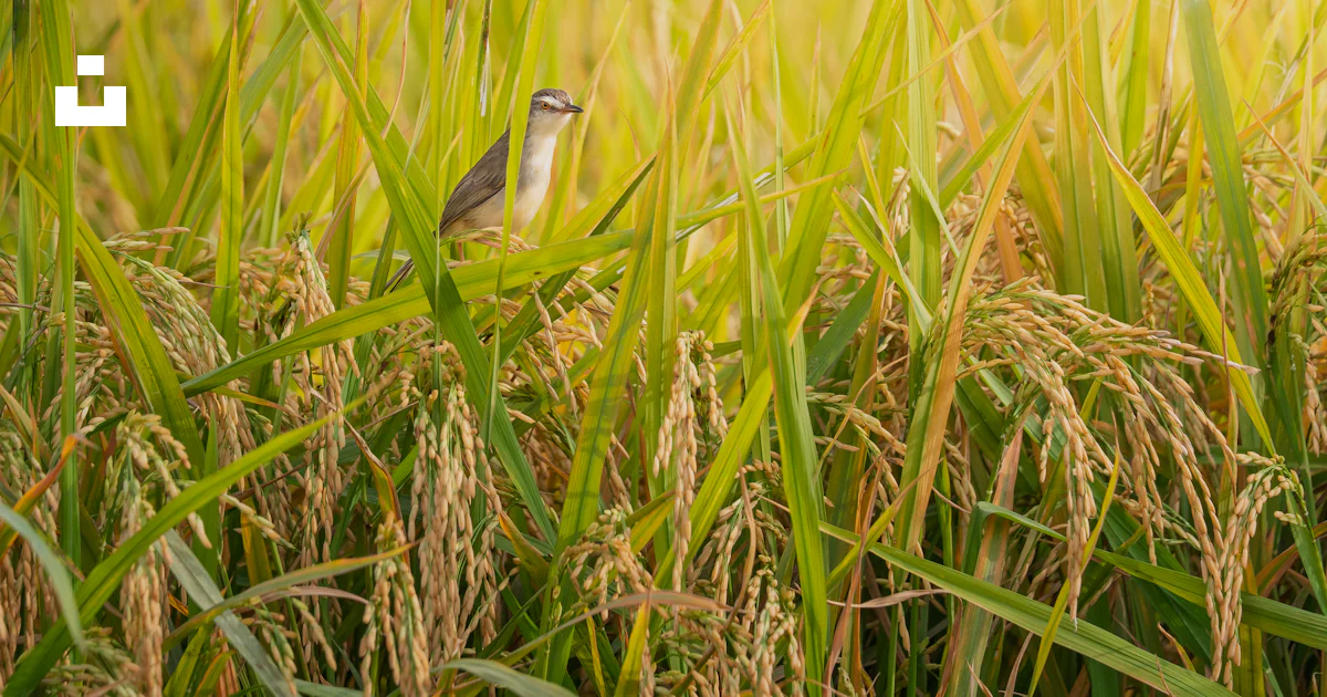 Bird Rice Grass A small bird sits in the golden rice field. photo – Free Bird Image on ...