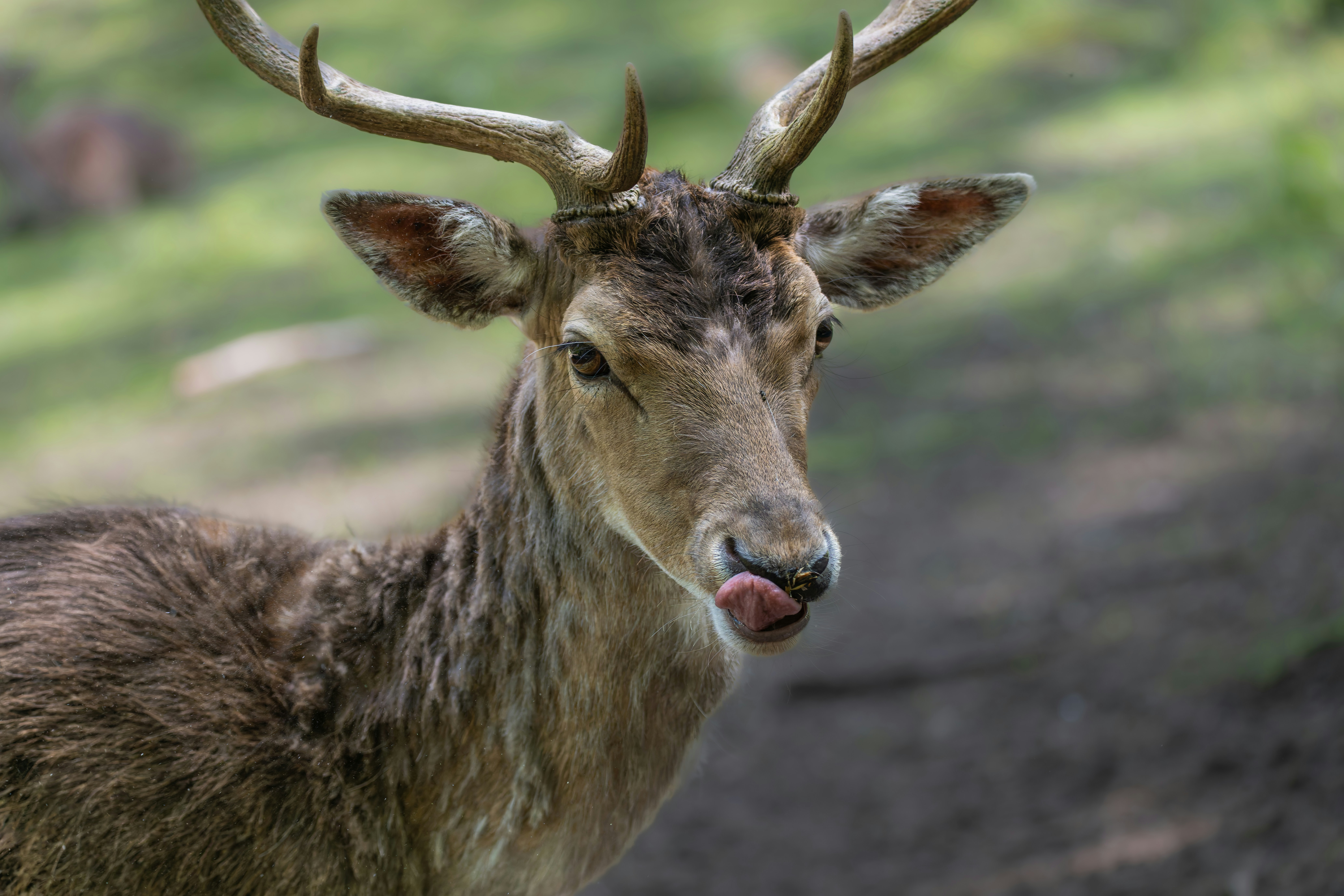 Photo by siegfriedpoepperl