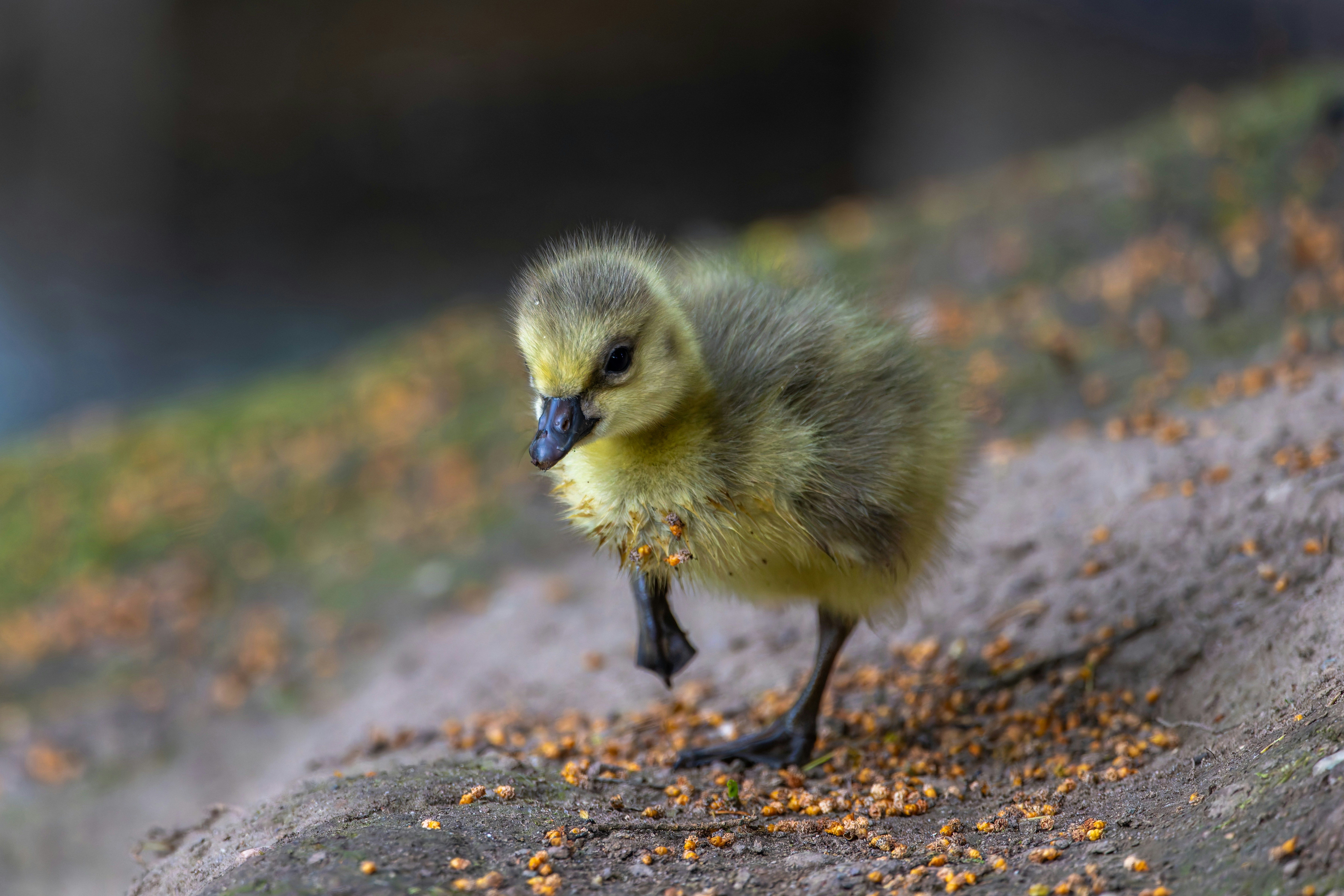 Photo by siegfriedpoepperl