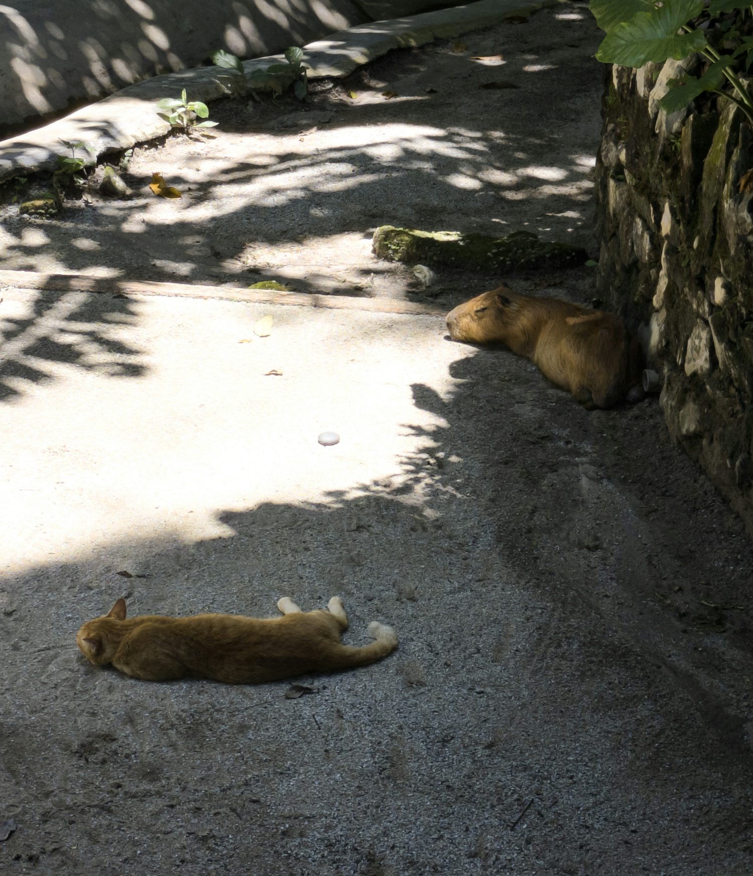 A cat and a capybara lying down on a sunlit, shaded patch of concrete. The cat is stretched out in the foreground, while the capybara is resting near a stone wall in the background. Both animals appear relaxed and undisturbed by each other.