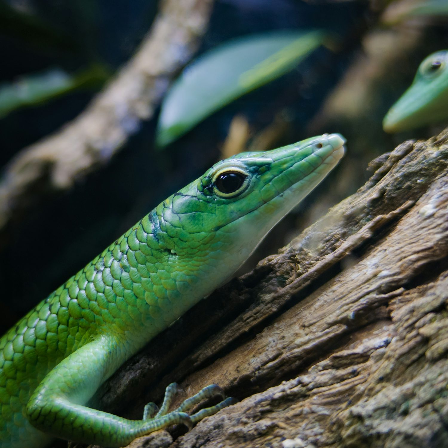 A close-up of a vibrant green lizard with shiny, scale-covered skin resting on a tree branch. The background is blurred leaves and wood.