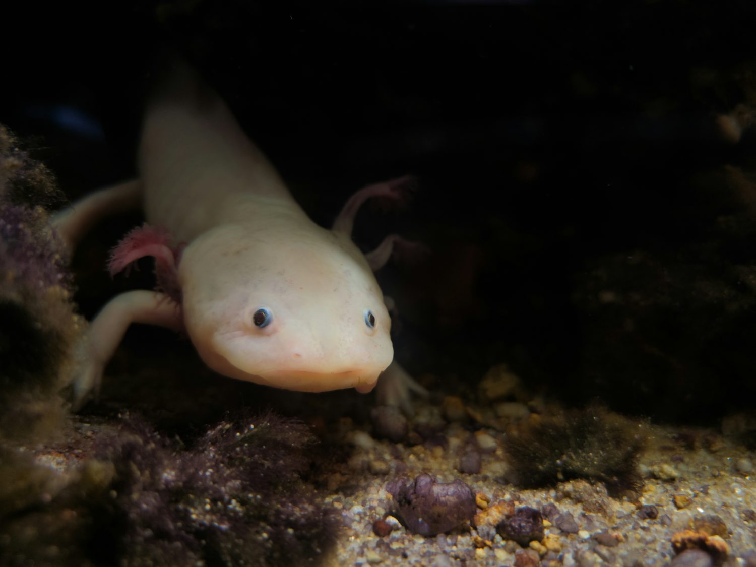 A close-up of a pale axolotl with pink external gills, resting on rocks in a dark little alcove.