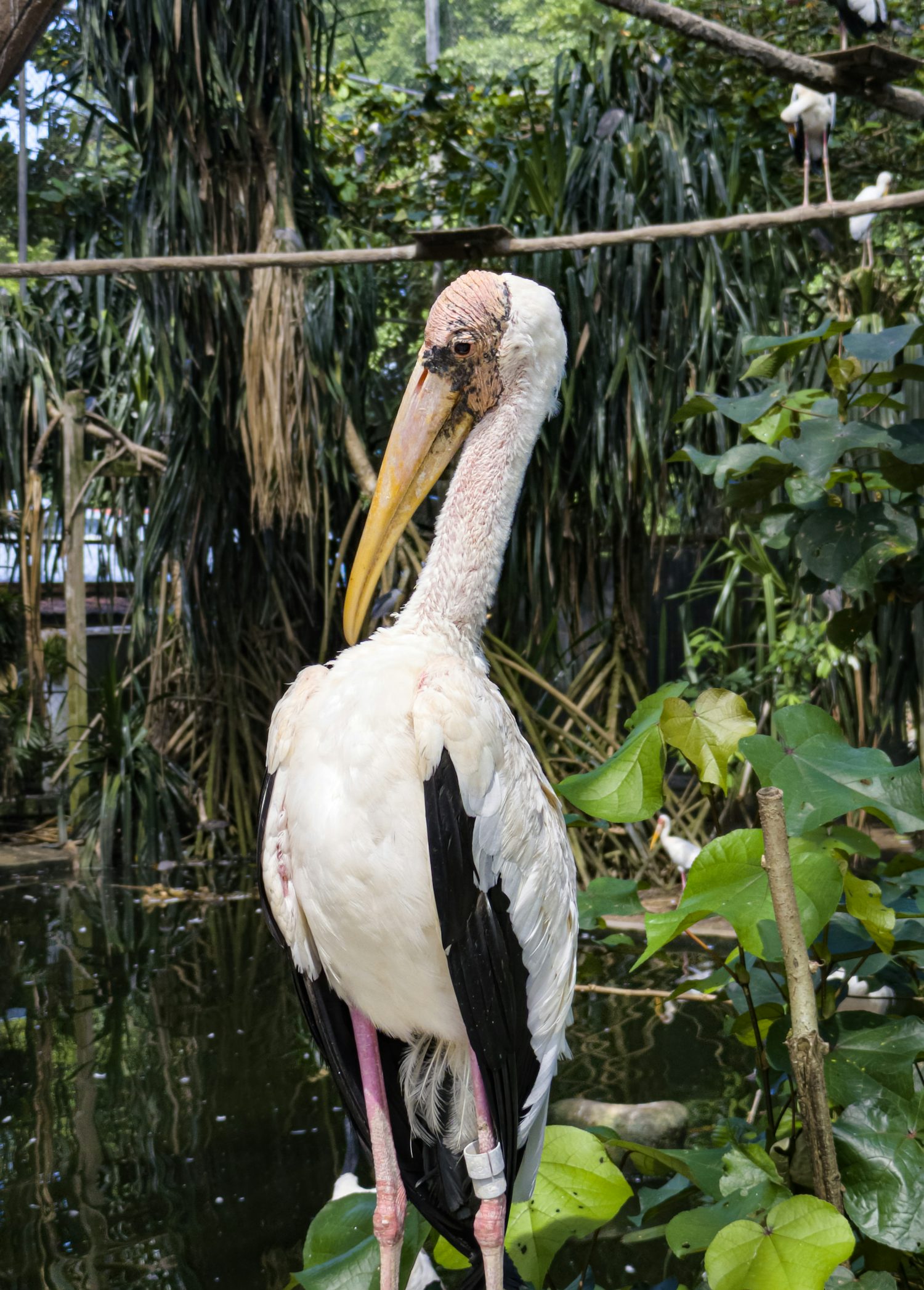 A large white bird with black flight feathers and a long yellow beak stands near a pond surrounded by lush green foliage. Its head is bald and pinkish, and it has a tag on one of its pink legs.