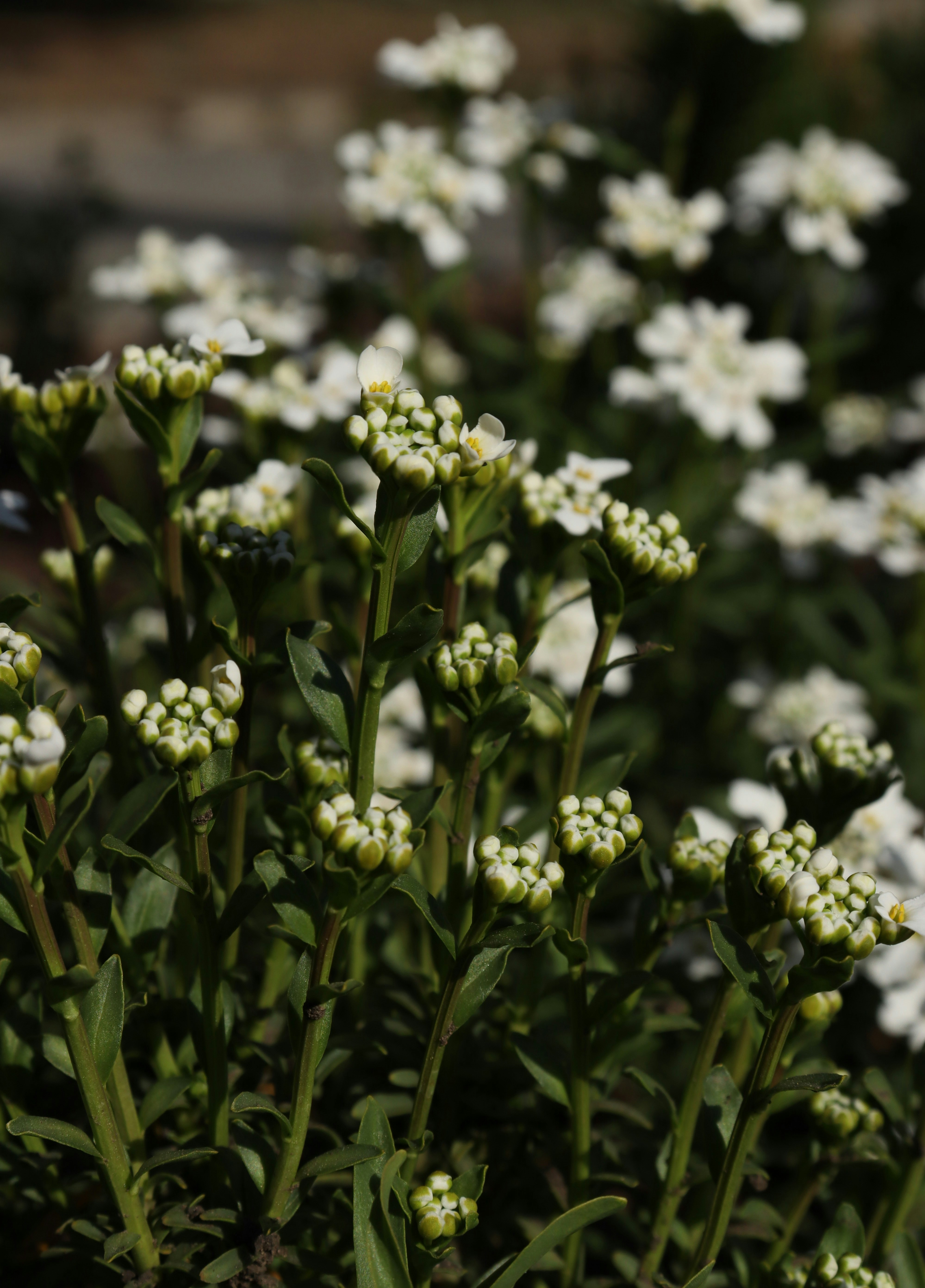 White flowers blooming in a garden.