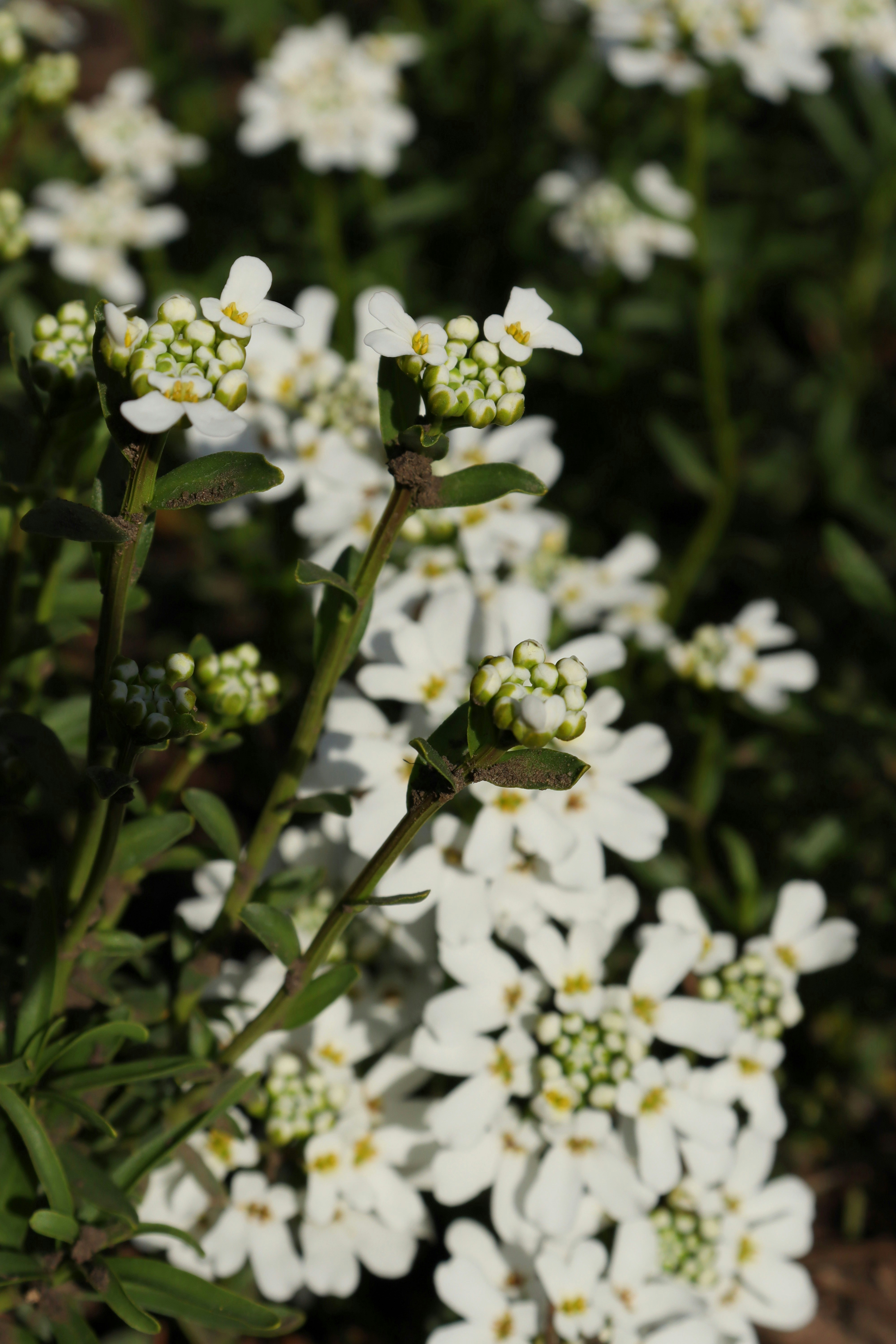 Photo by bored_mongoose