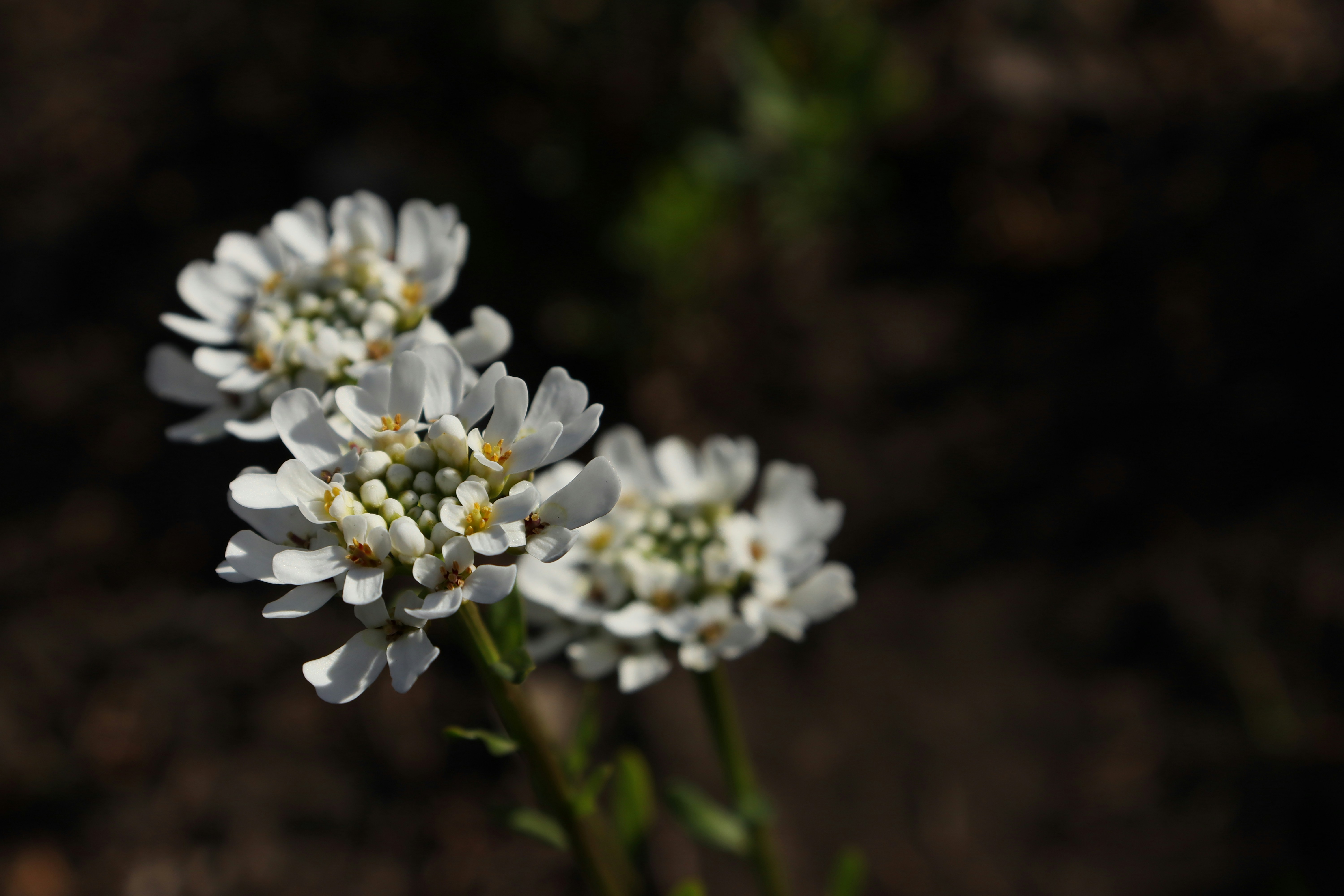 White flowers bloom against a dark background.