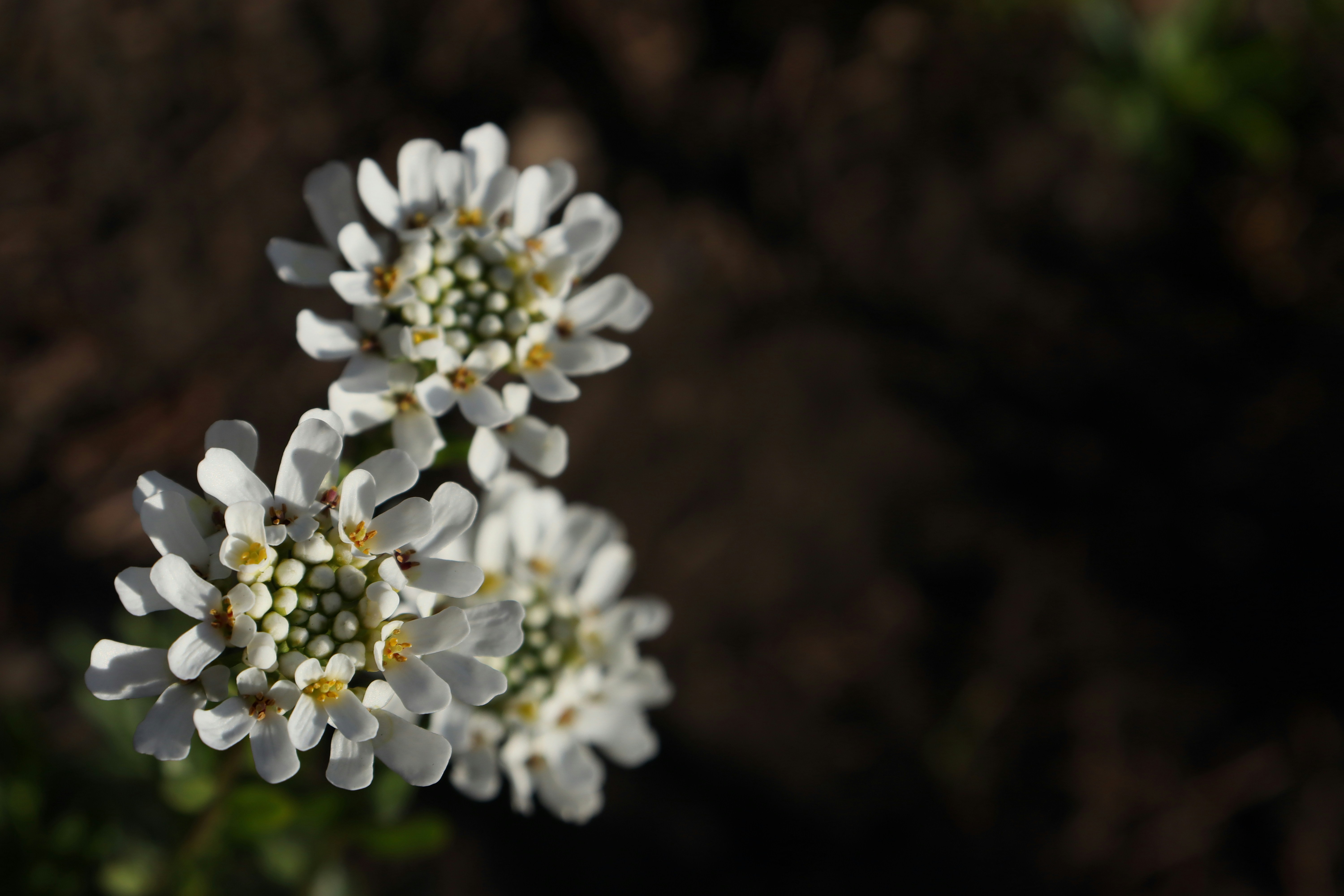 Photo by bored_mongoose