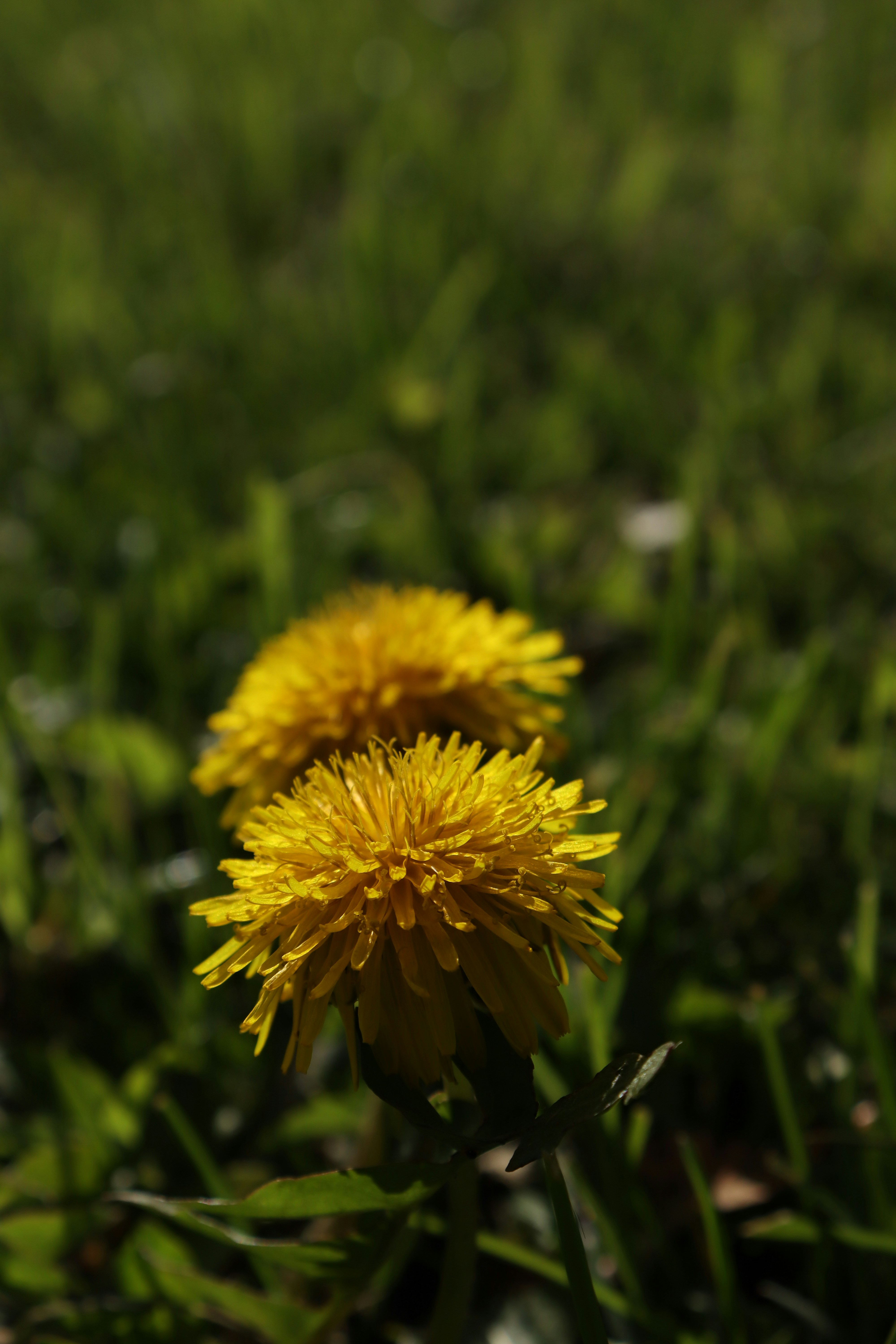 Photo by bored_mongoose