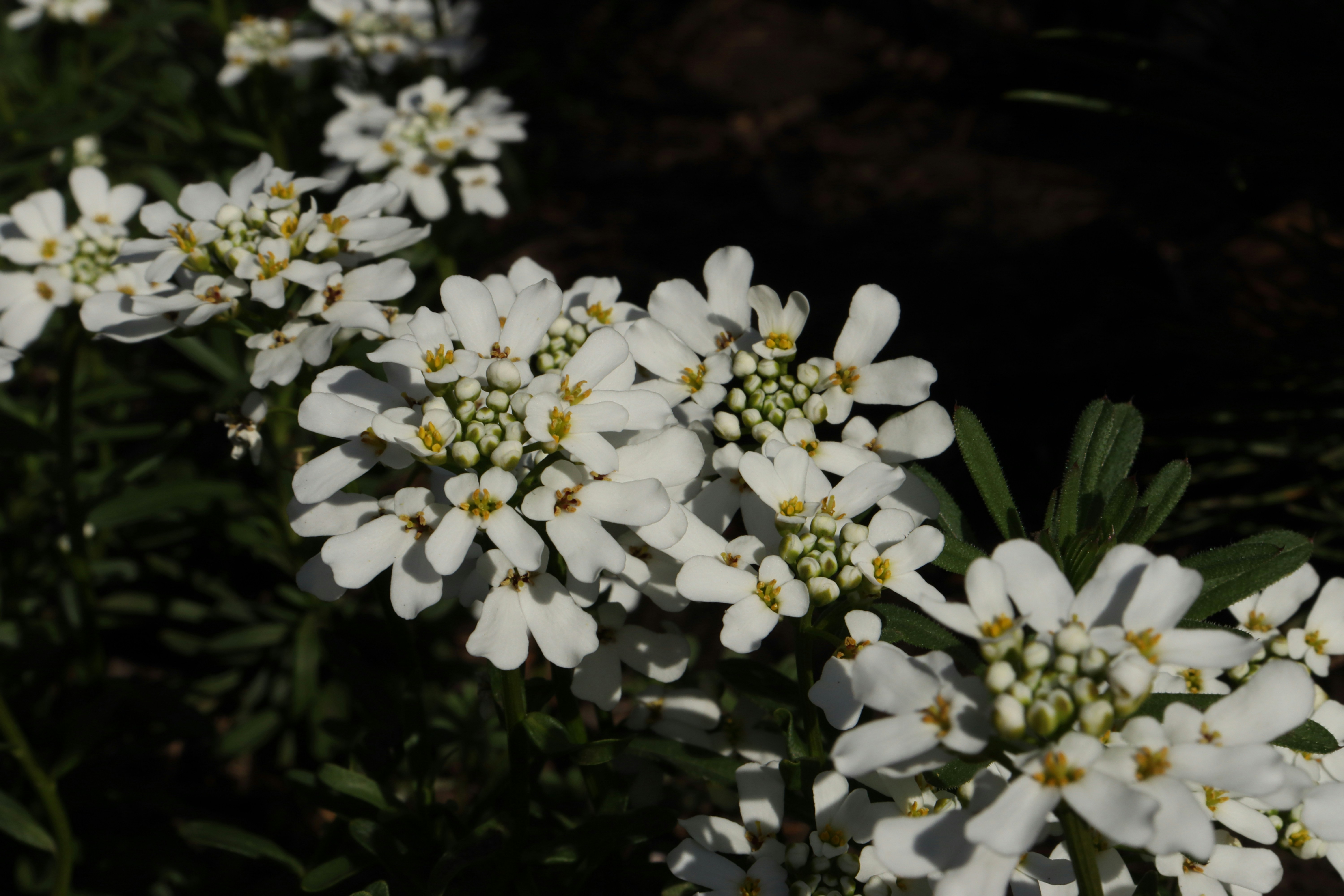 White candytuft flowers in full bloom.