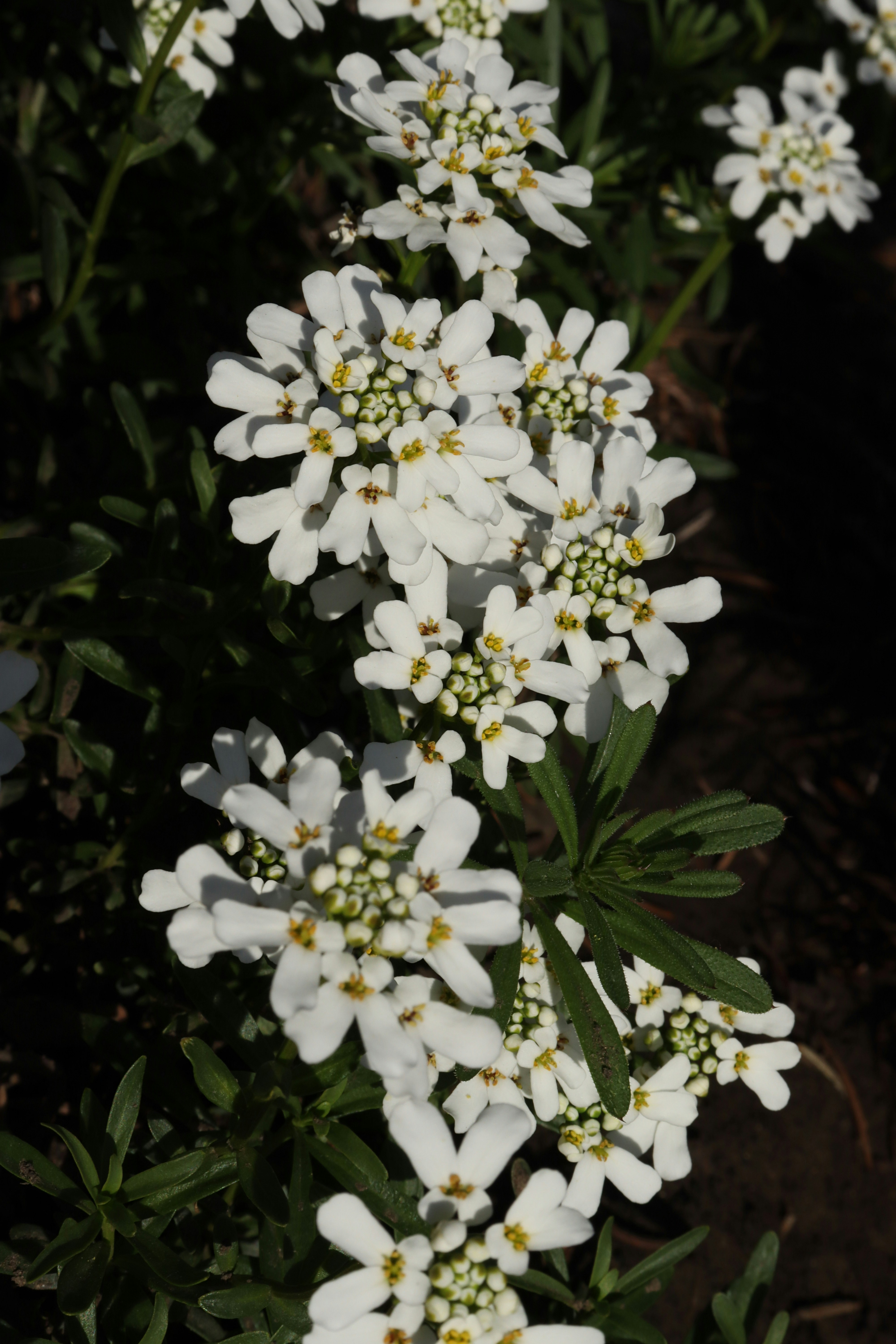 Photo by bored_mongoose