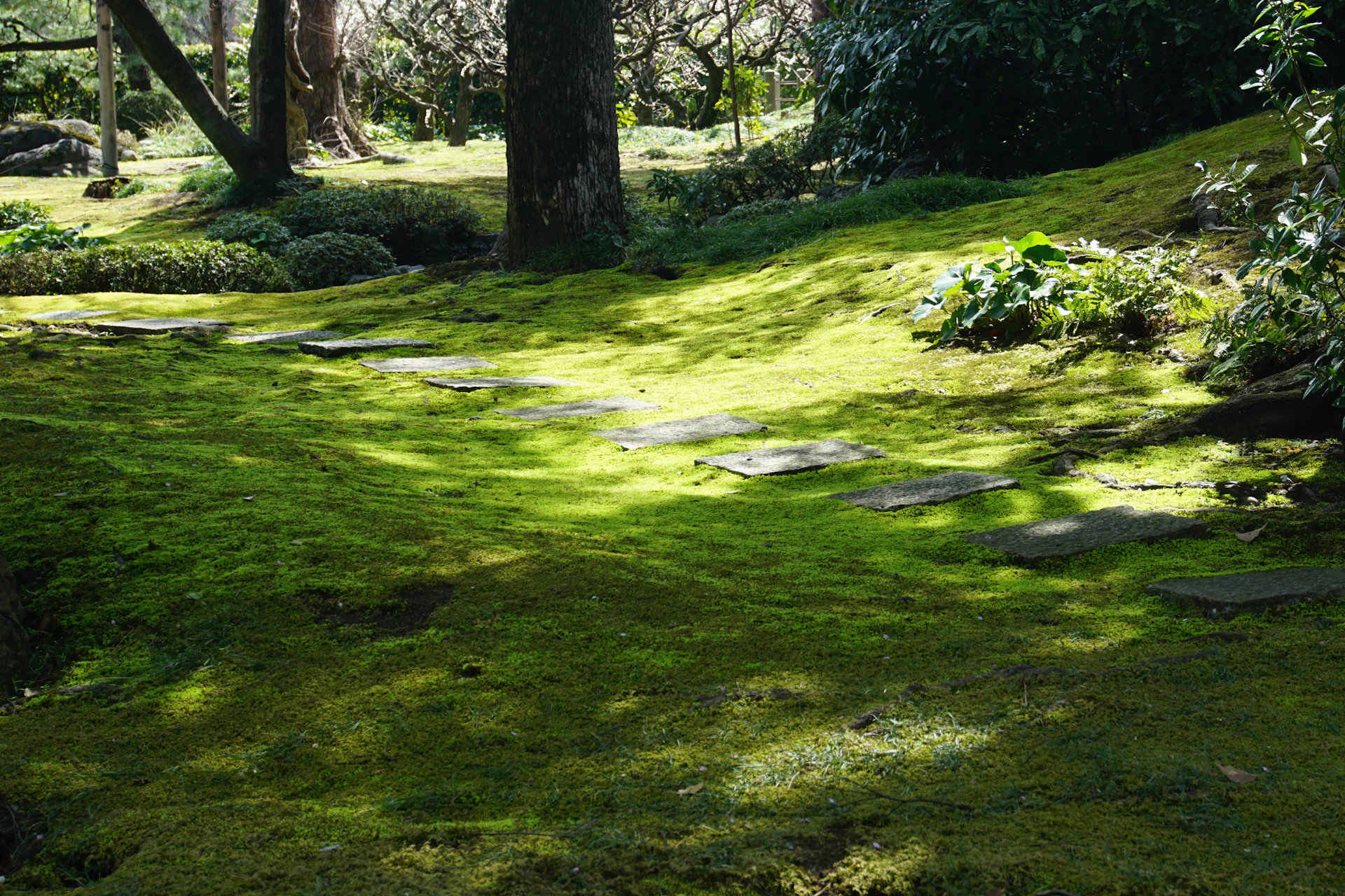 Dappled sunlight on a moss garden beneath trees