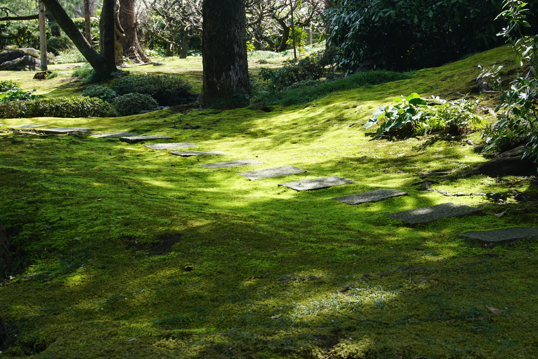 A carpet of moss under trees with a line of stepping stones in dappled sun