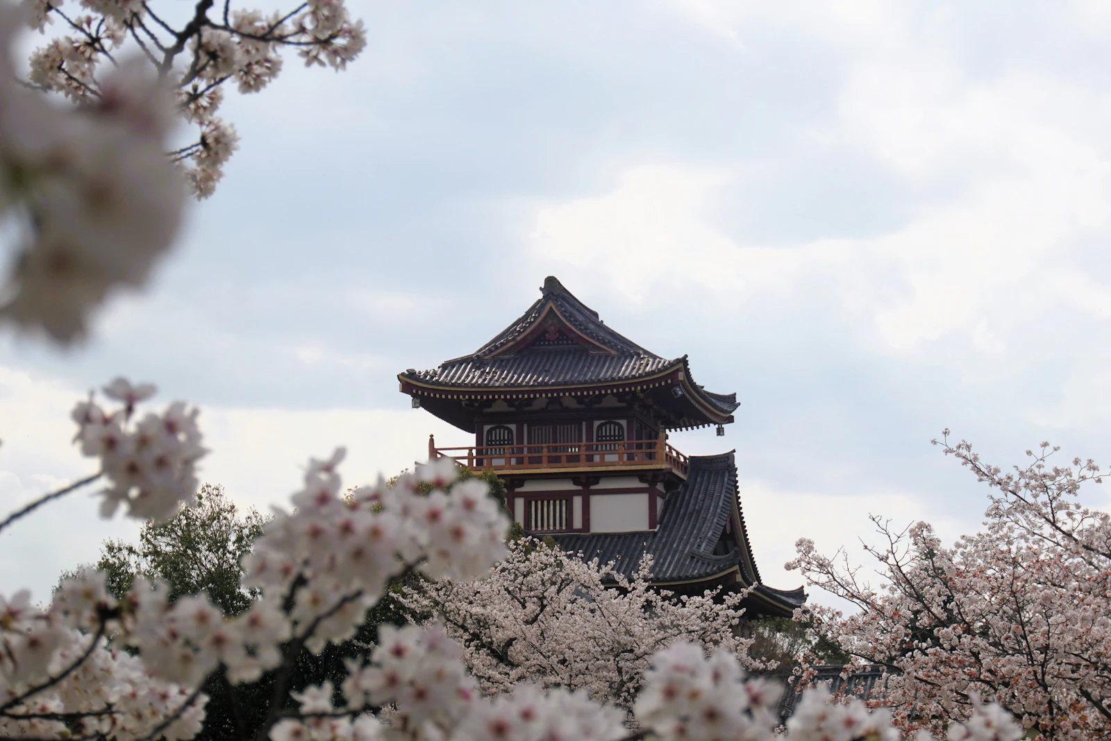 Bunga sakura di Jepang