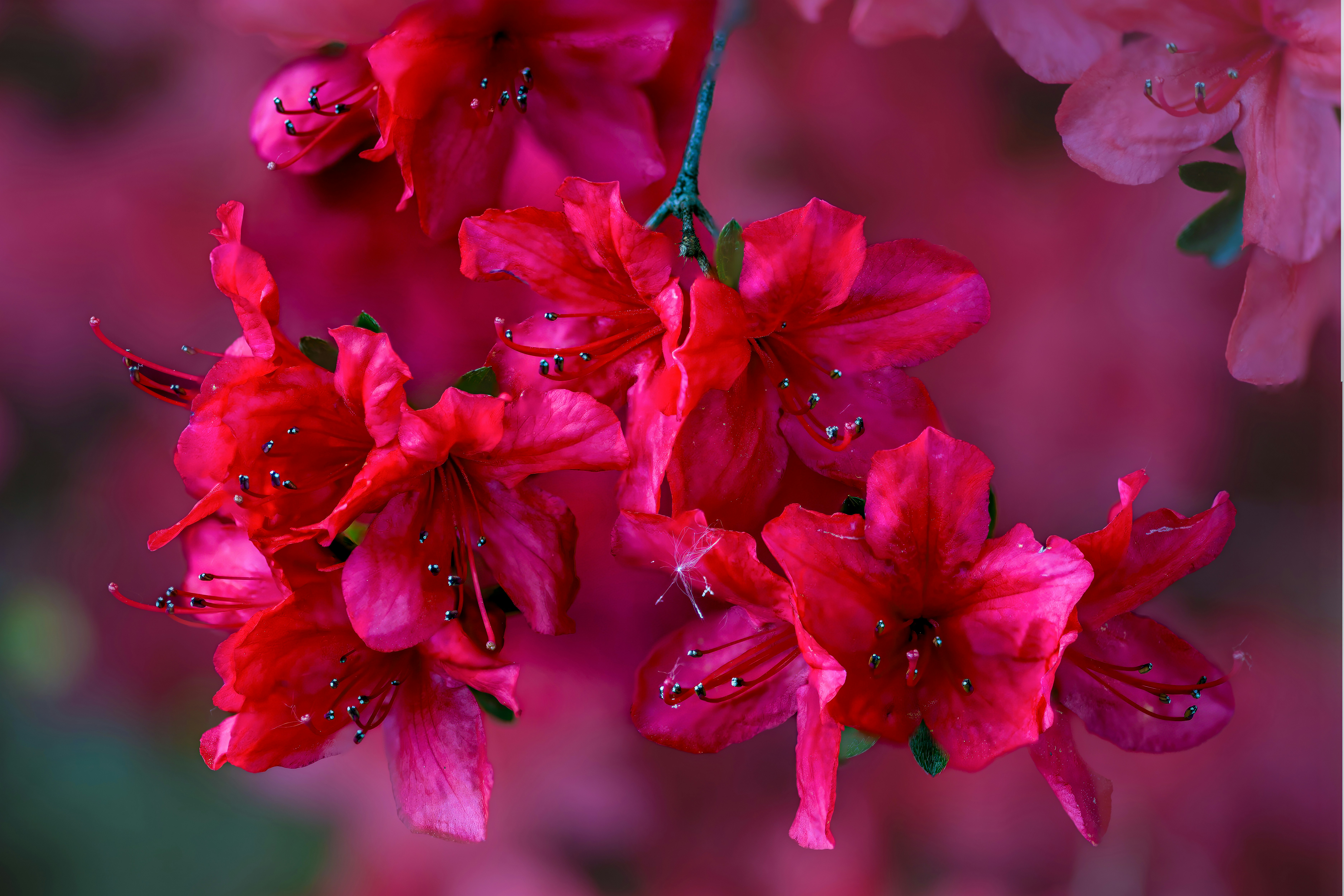 Photo by siegfriedpoepperl