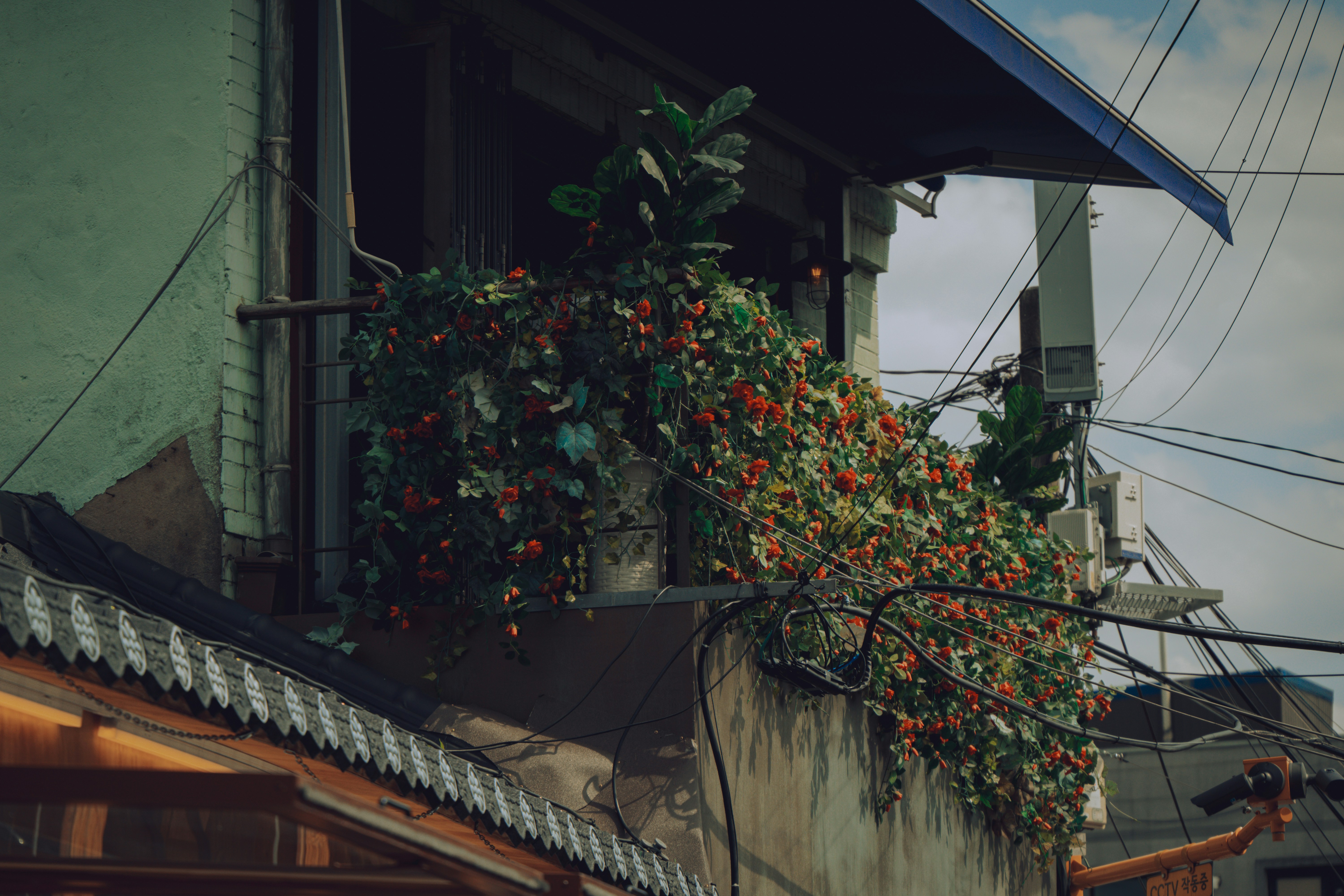 Photo by brother_yoon