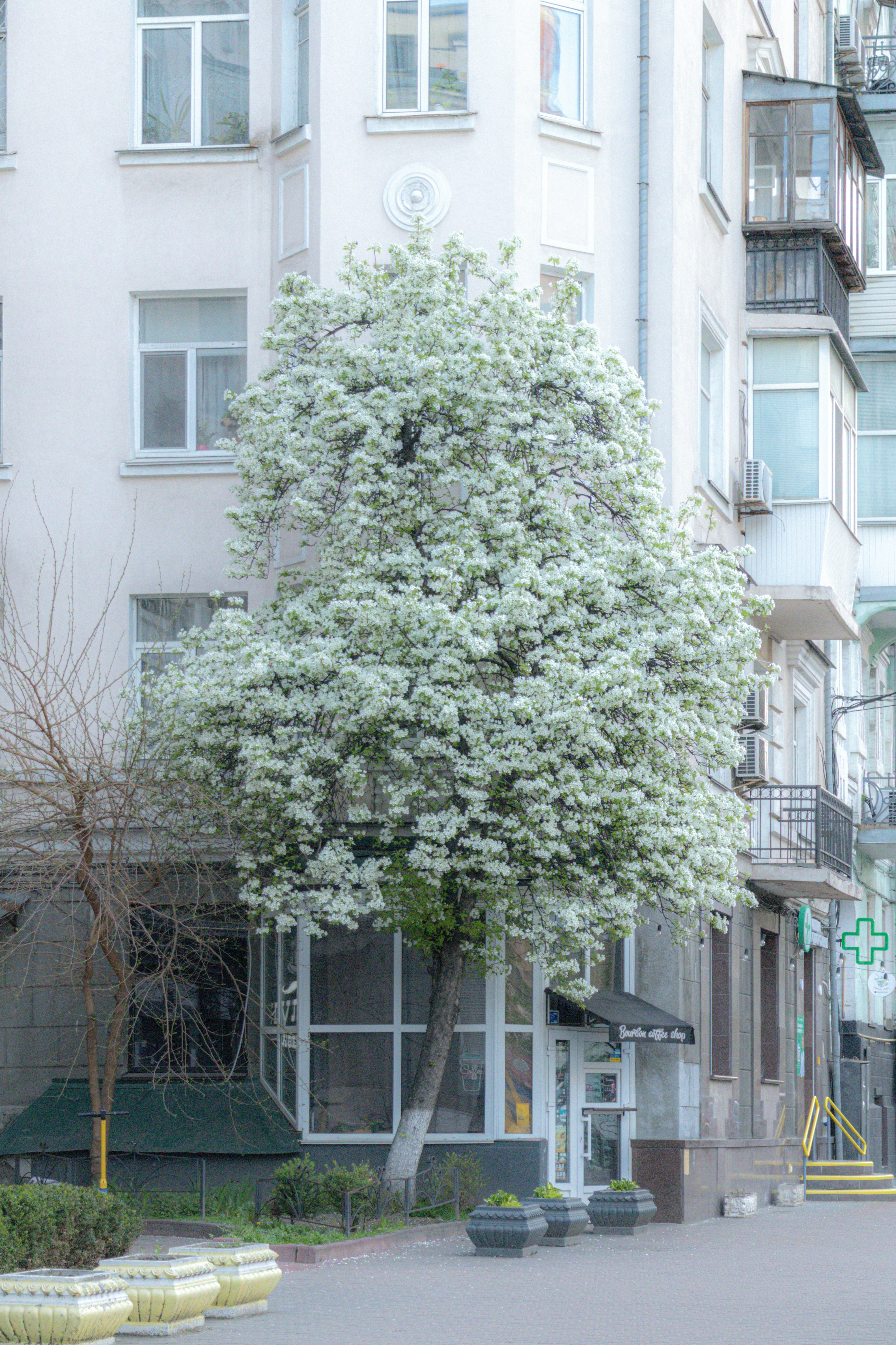 Ein blühender Baum steht im Frühling in der Nähe von Gebäuden.