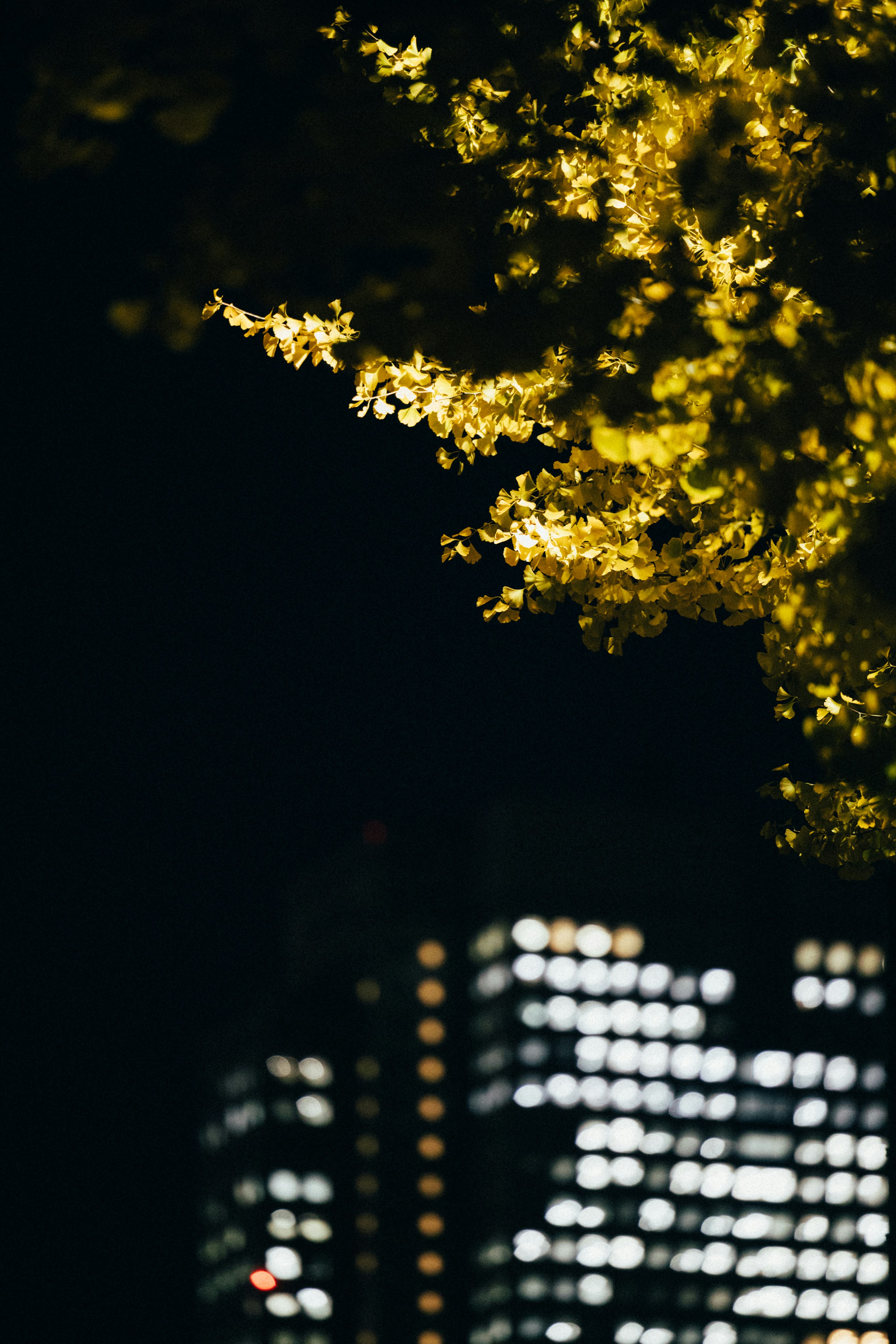 Photo by tsuyoshikozu