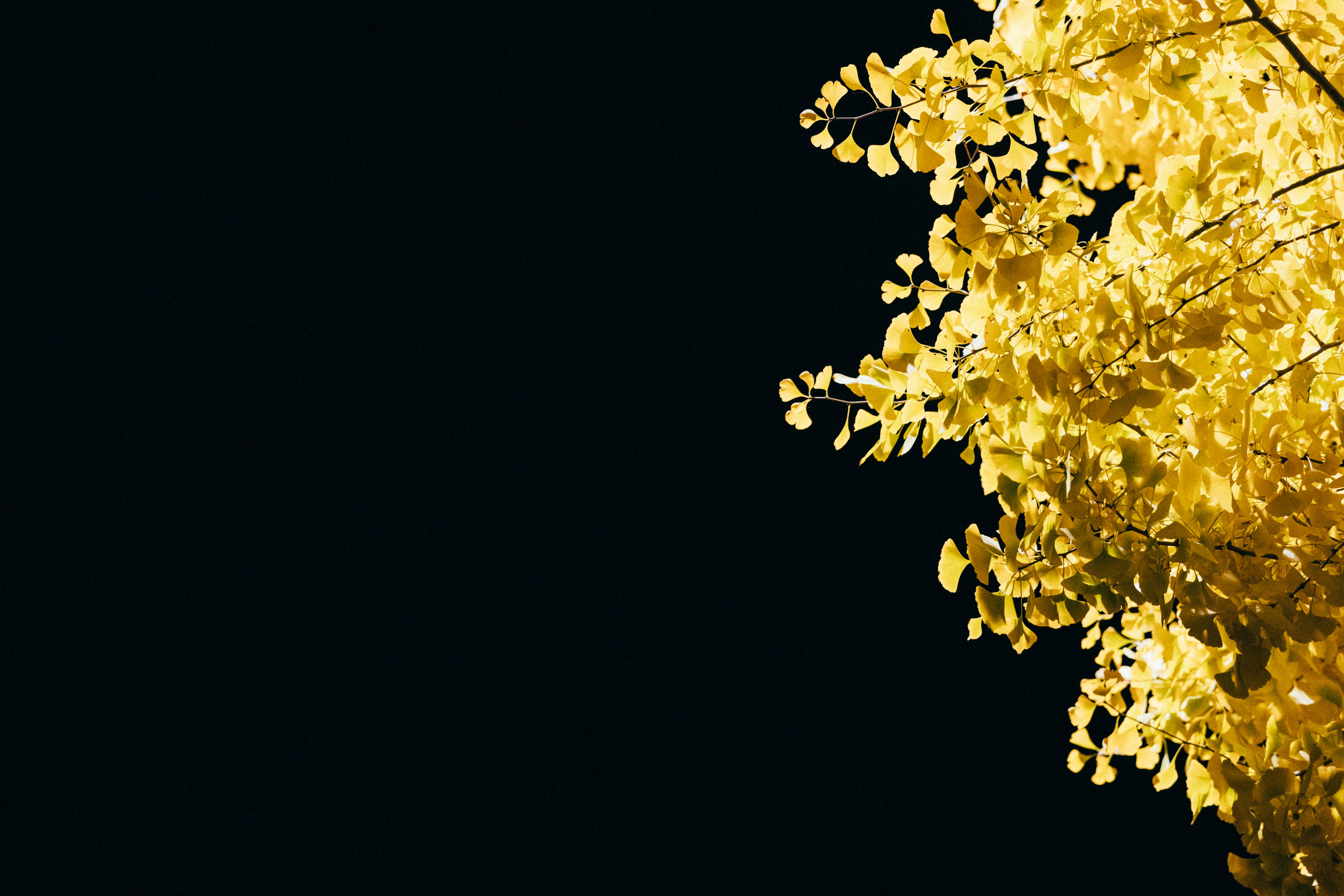 Golden leaves stand against a dark backdrop.