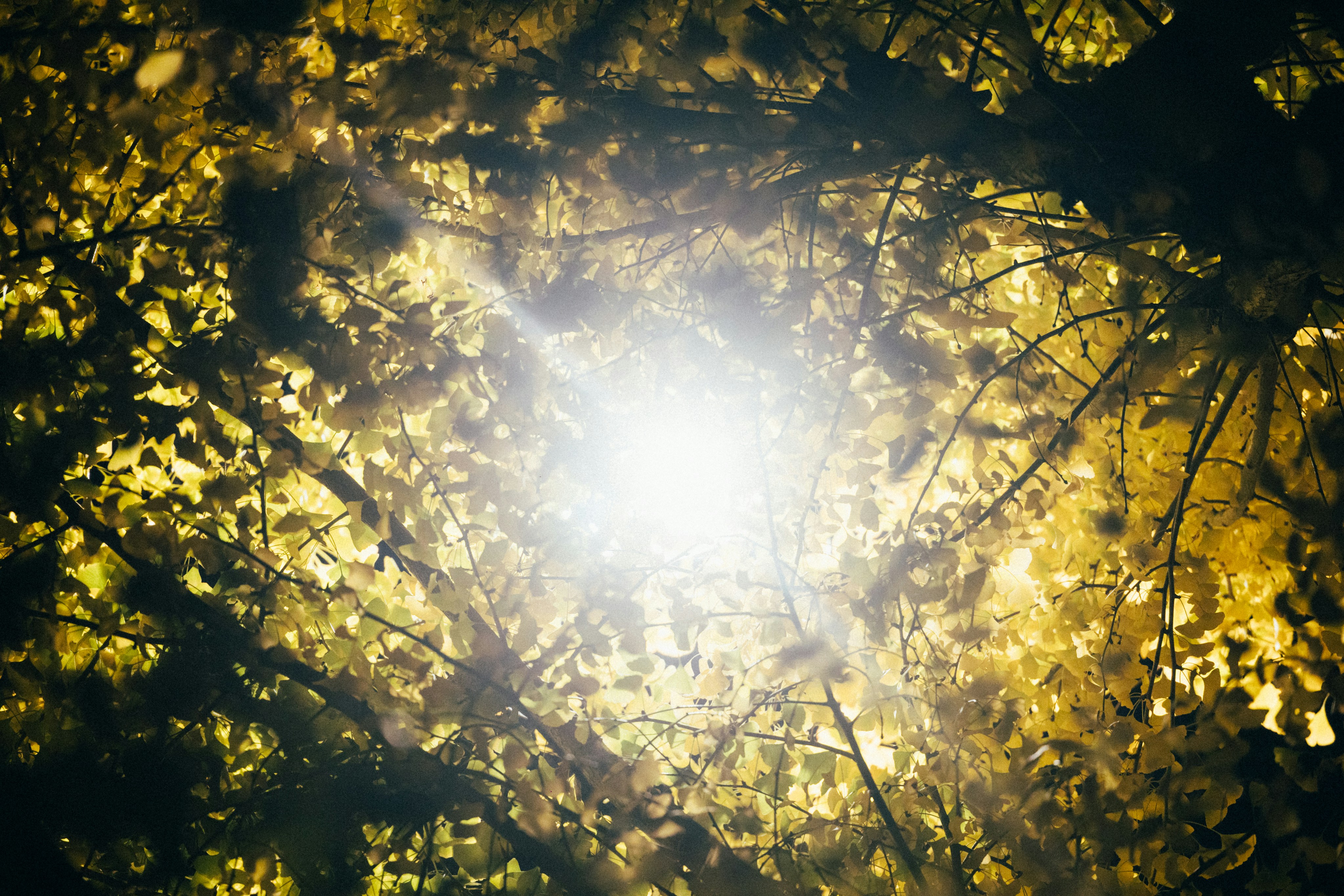 Photo by tsuyoshikozu