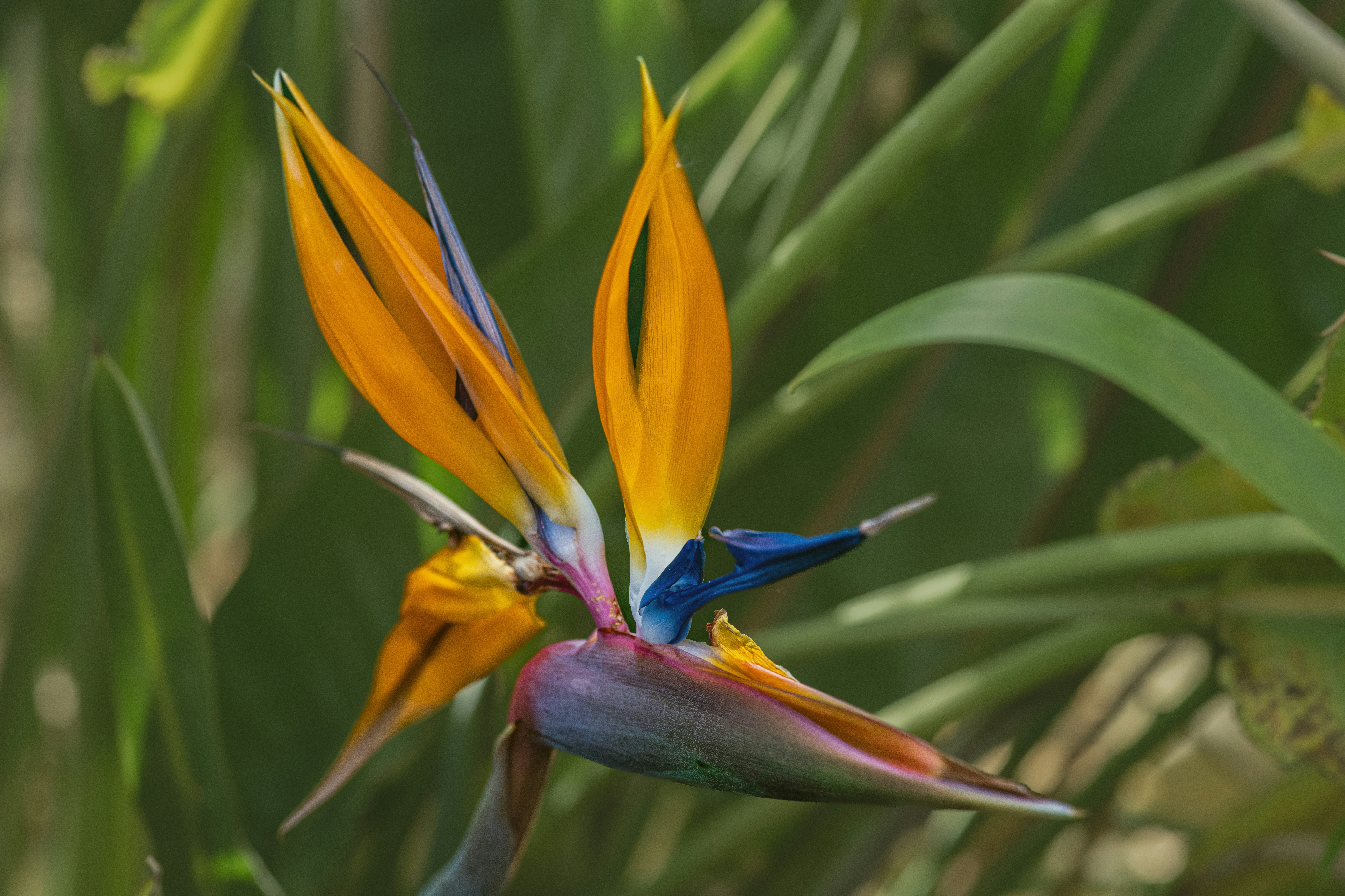 Photo by siegfriedpoepperl