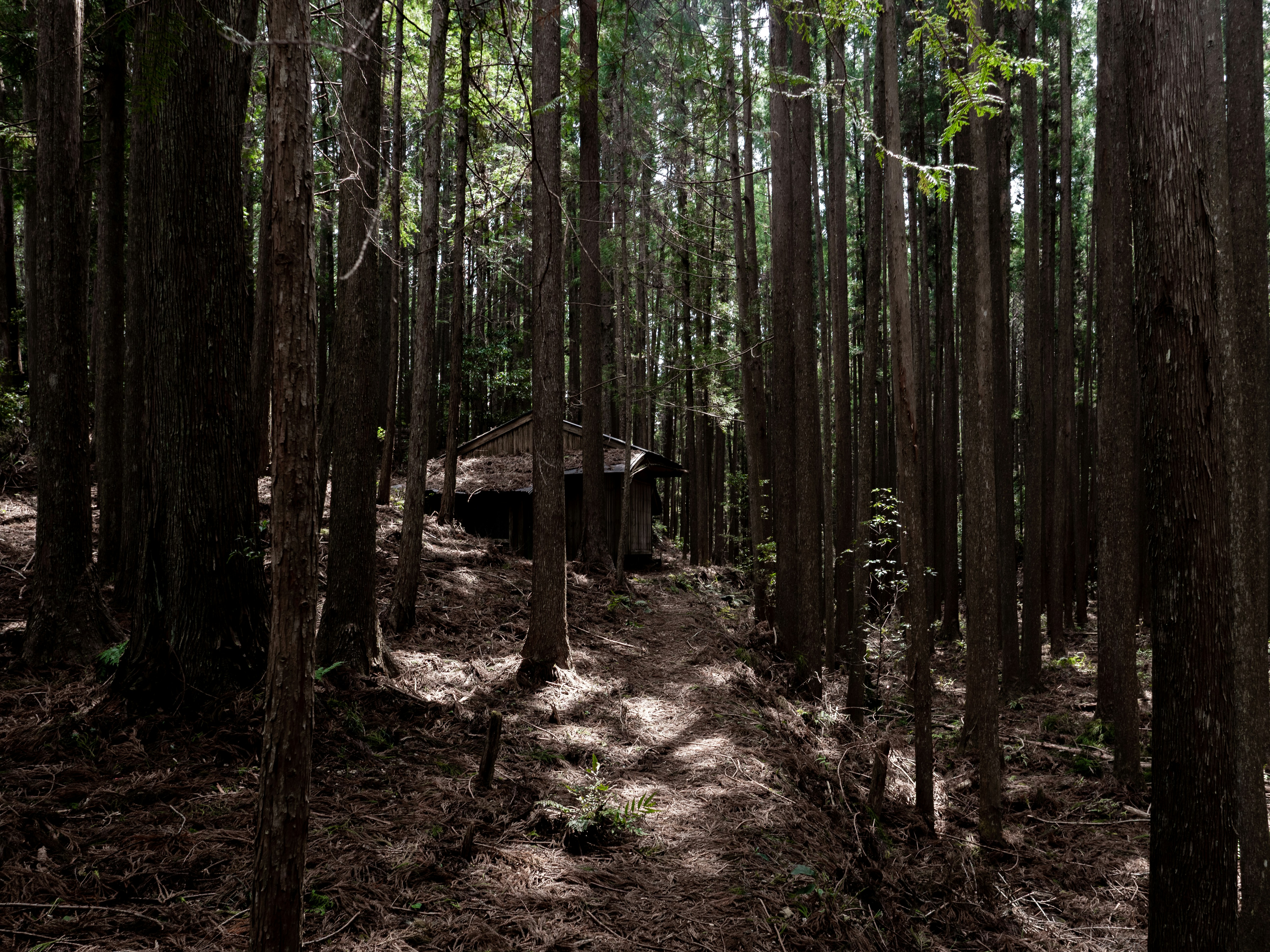 A forest path leads to a small cabin., 