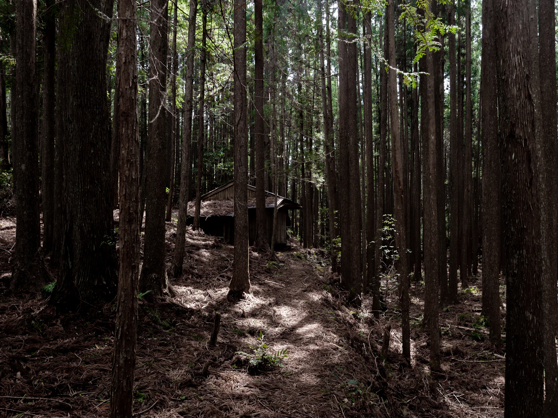 Path through a tall cedar forest with dappled light