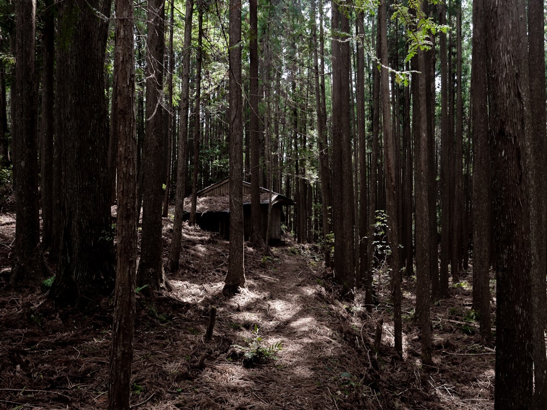 A forest path leads to a small cabin.,