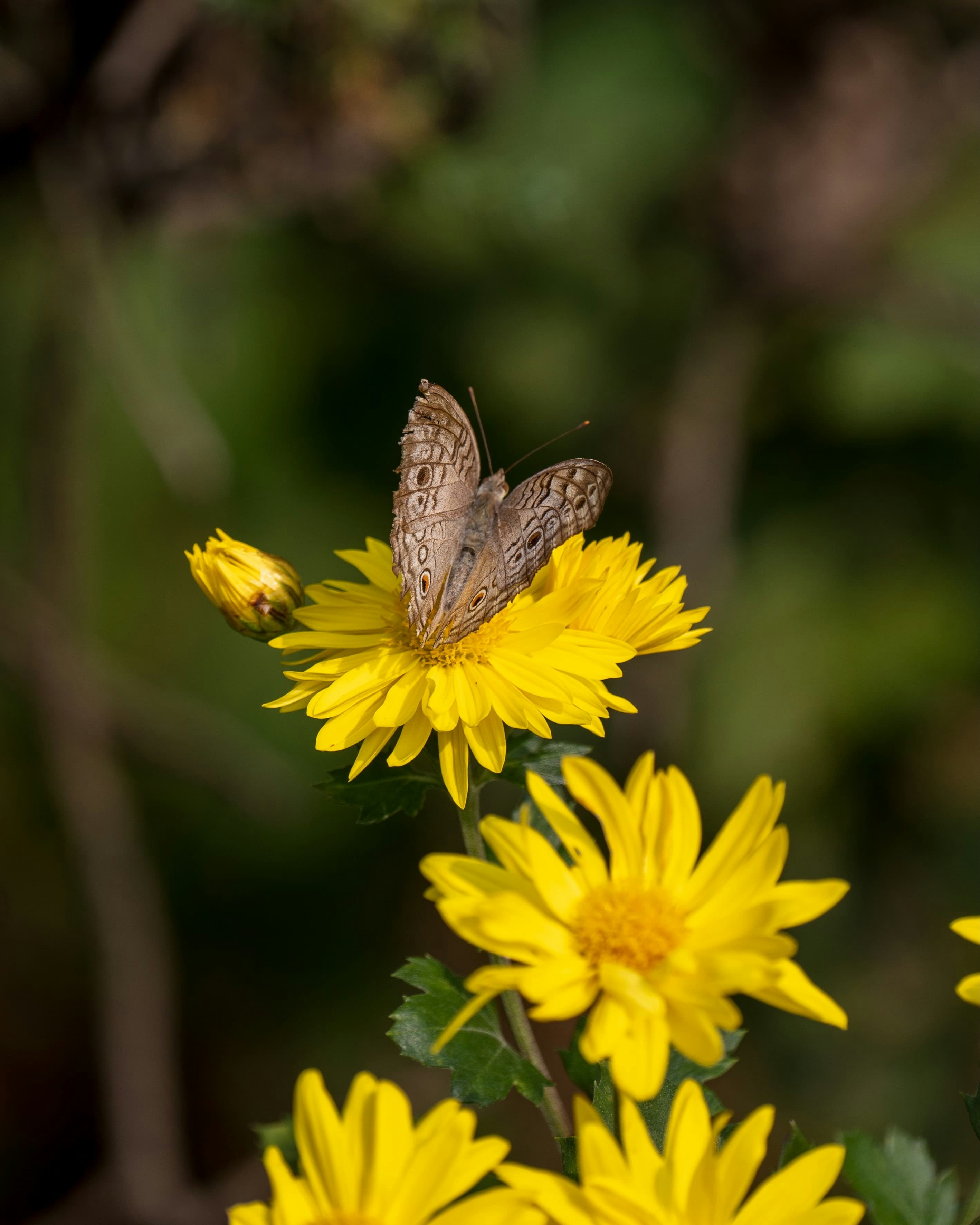 Photo by manoj_poosam