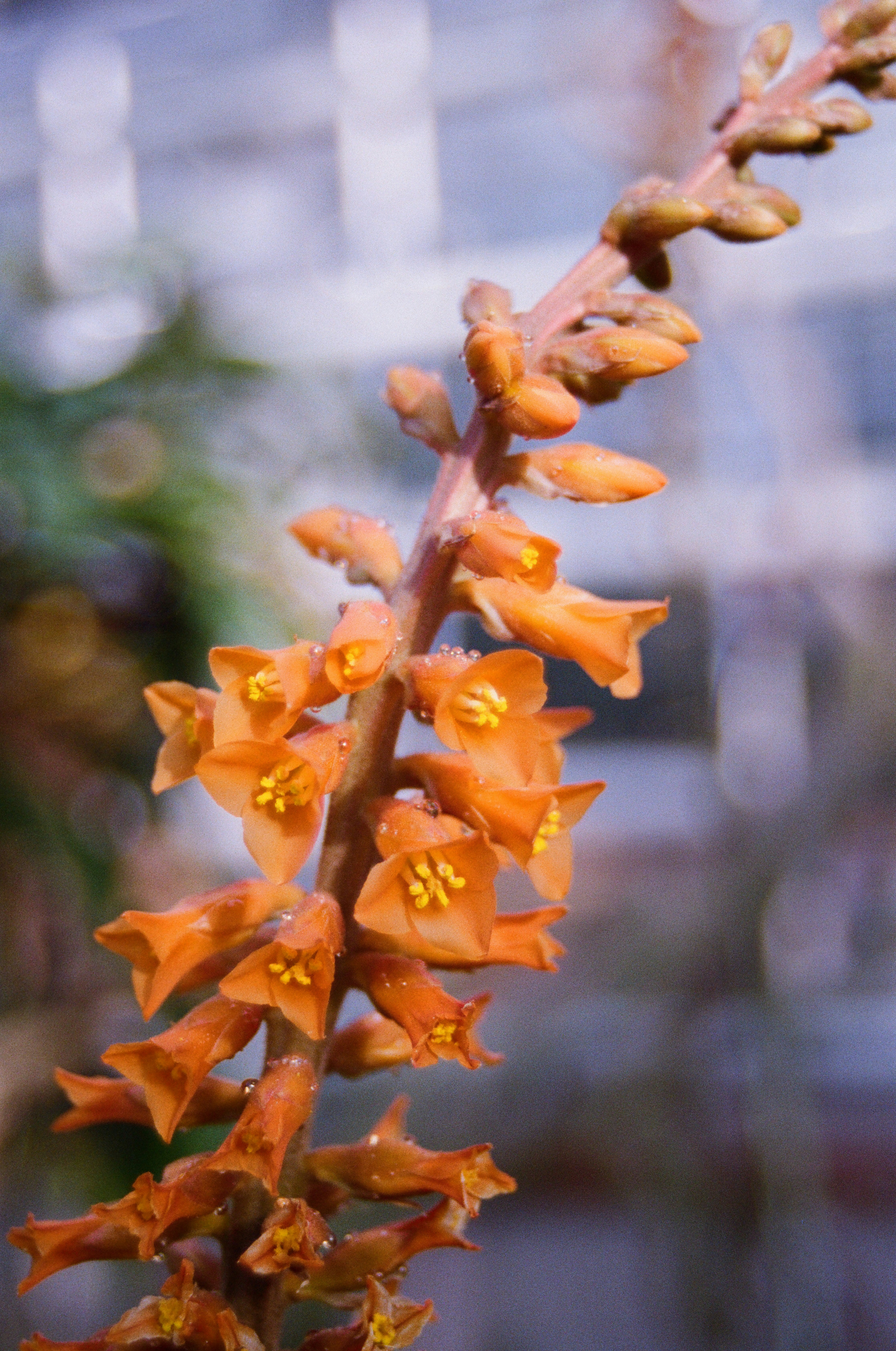 Orange flowers bloom on a slender stalk.