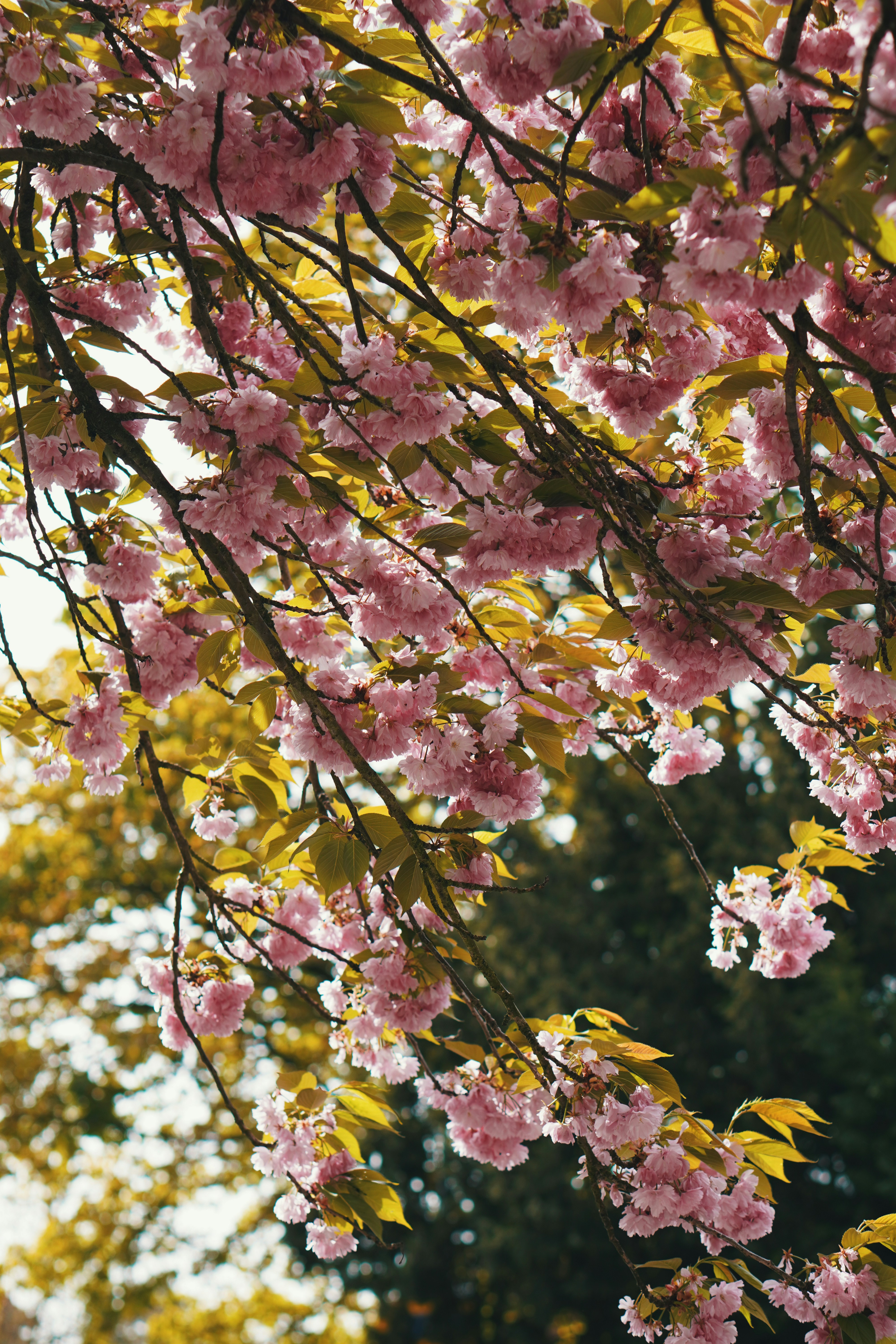 Les fleurs de cerisier rose fleurissent sur les branches.