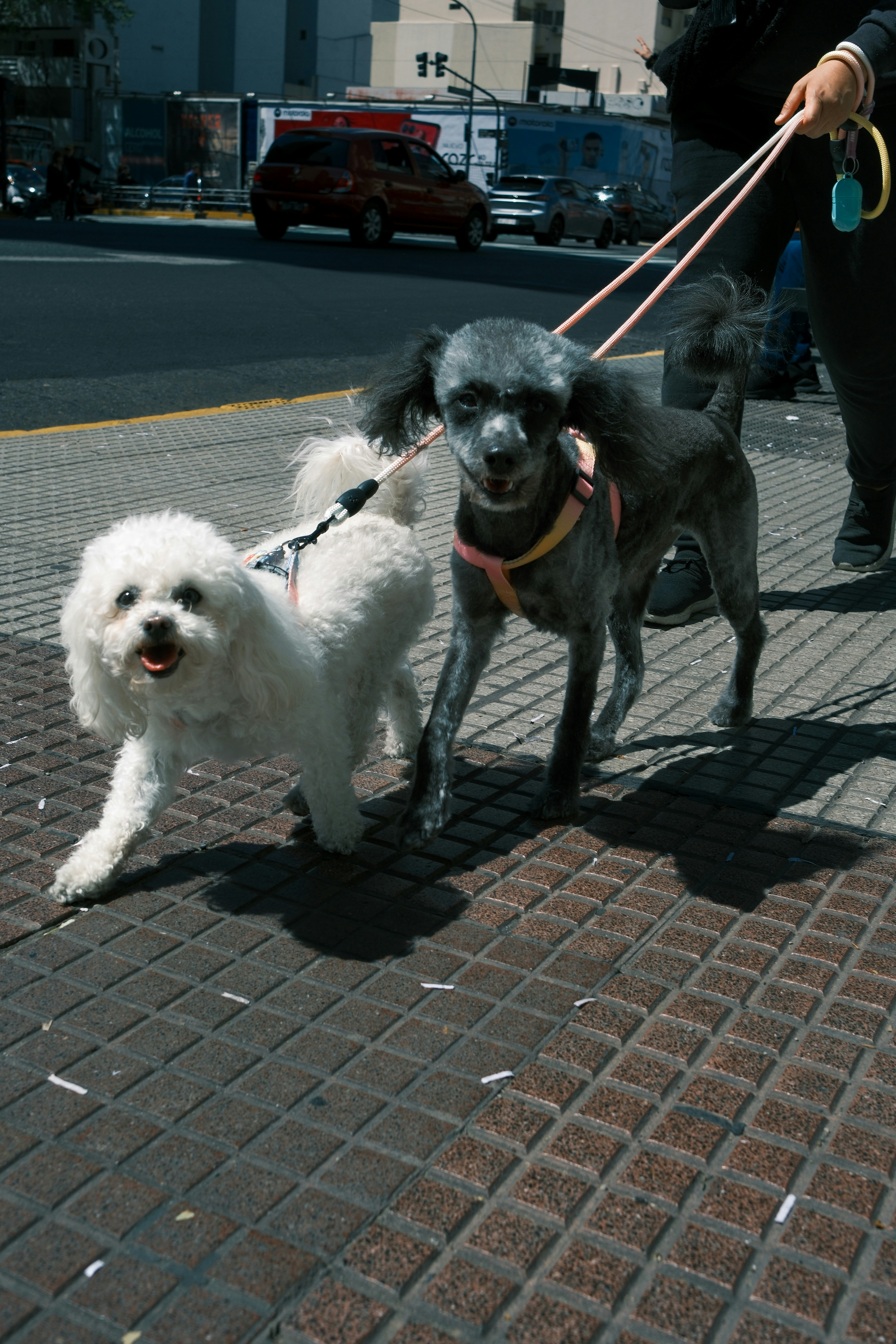 Two dogs walk on leashes down the street.