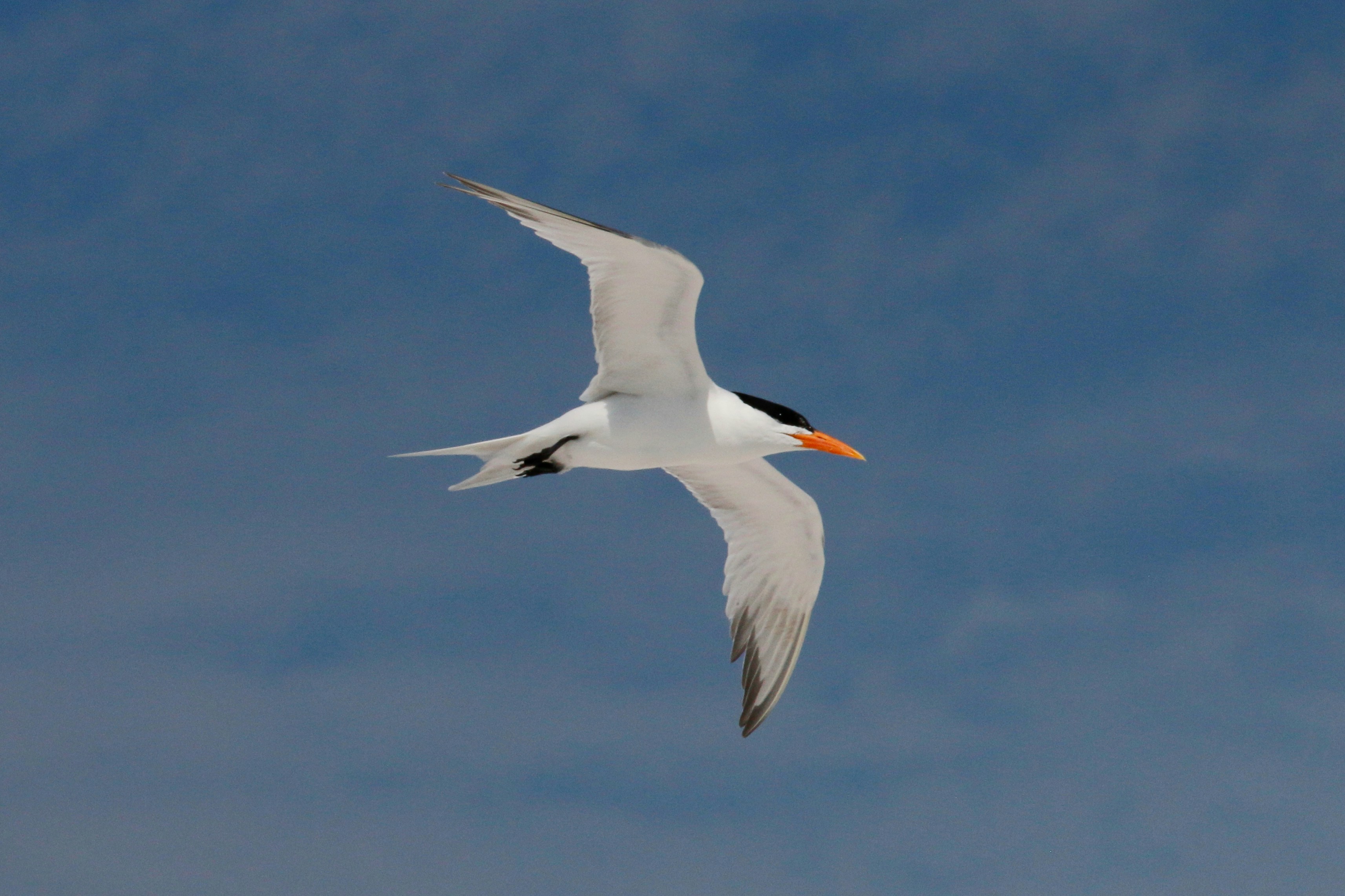 Photo by goldenplover31